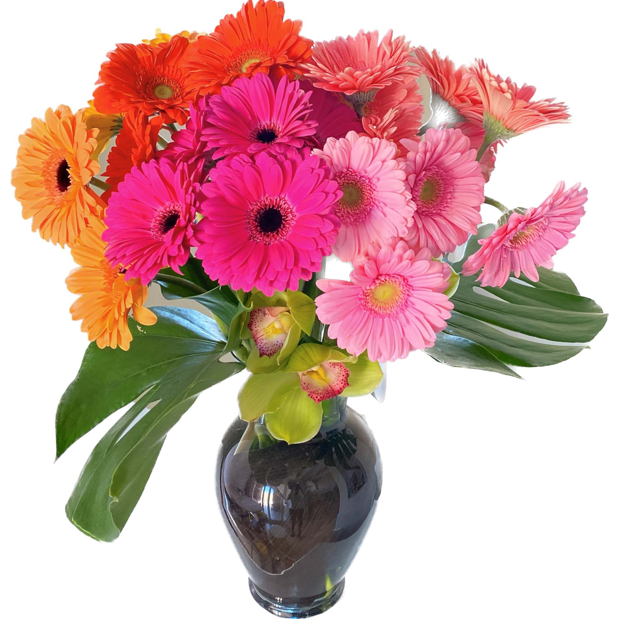 Lush bright Gerbera daisy arrangement, touch of green cymbidium within tall glass