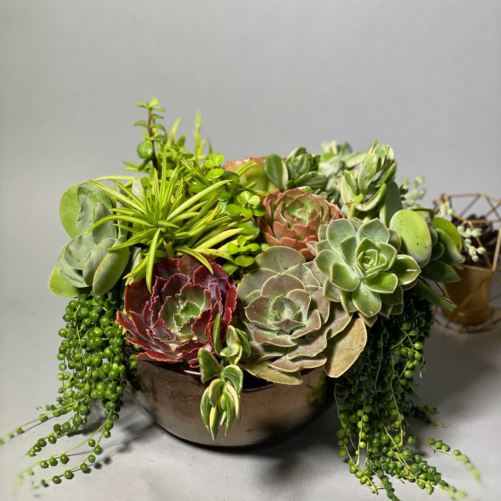 Lush green succulents within vintage gold vase .their exotic beauty and easy