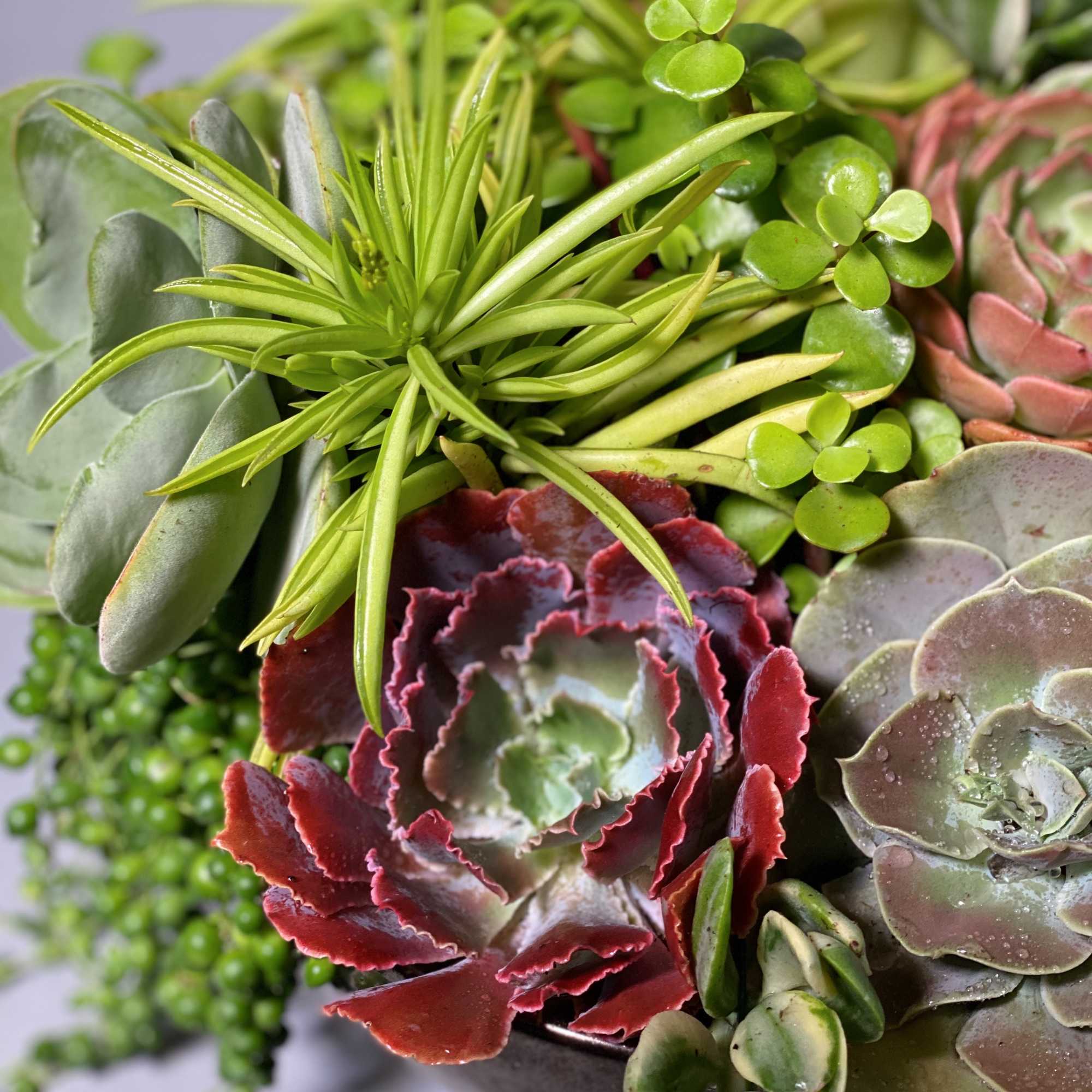Lush green succulents within vintage gold vase .their exotic beauty and easy