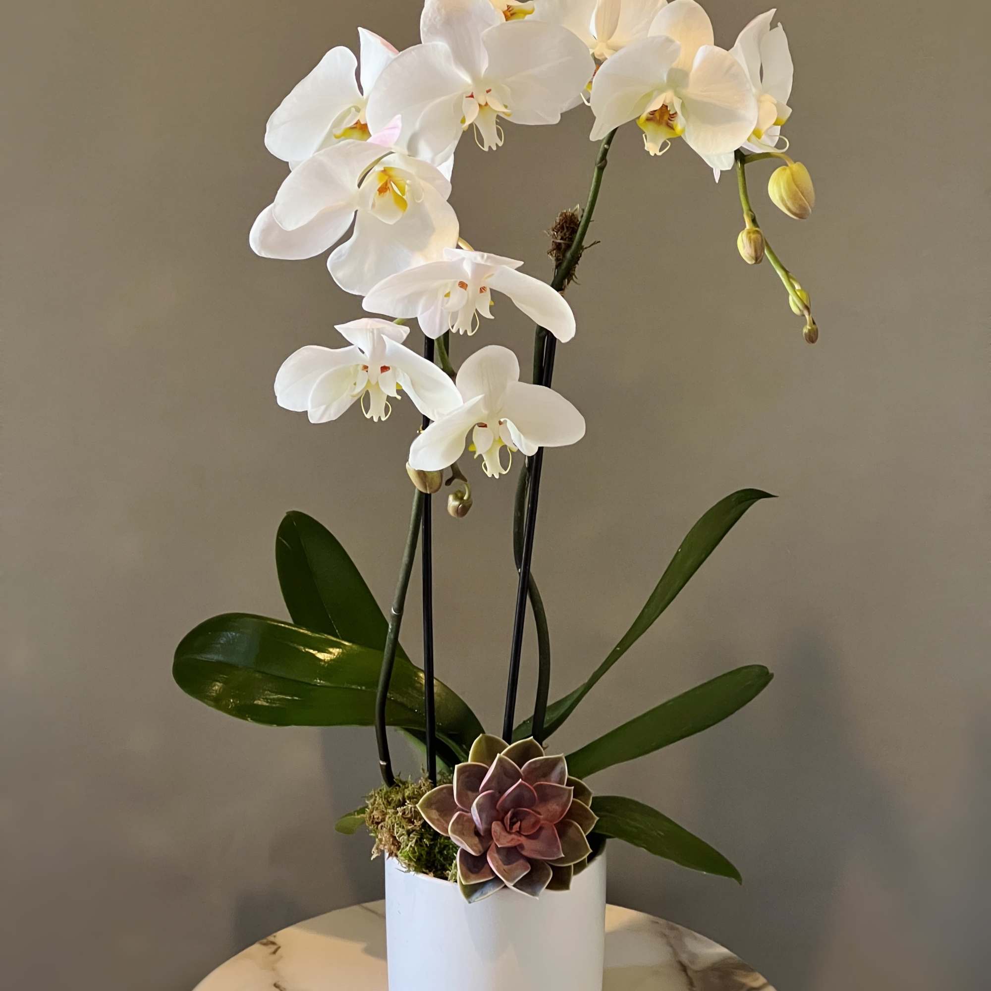 Two white stems of orchids sit ,cascading and succulent within 5 by