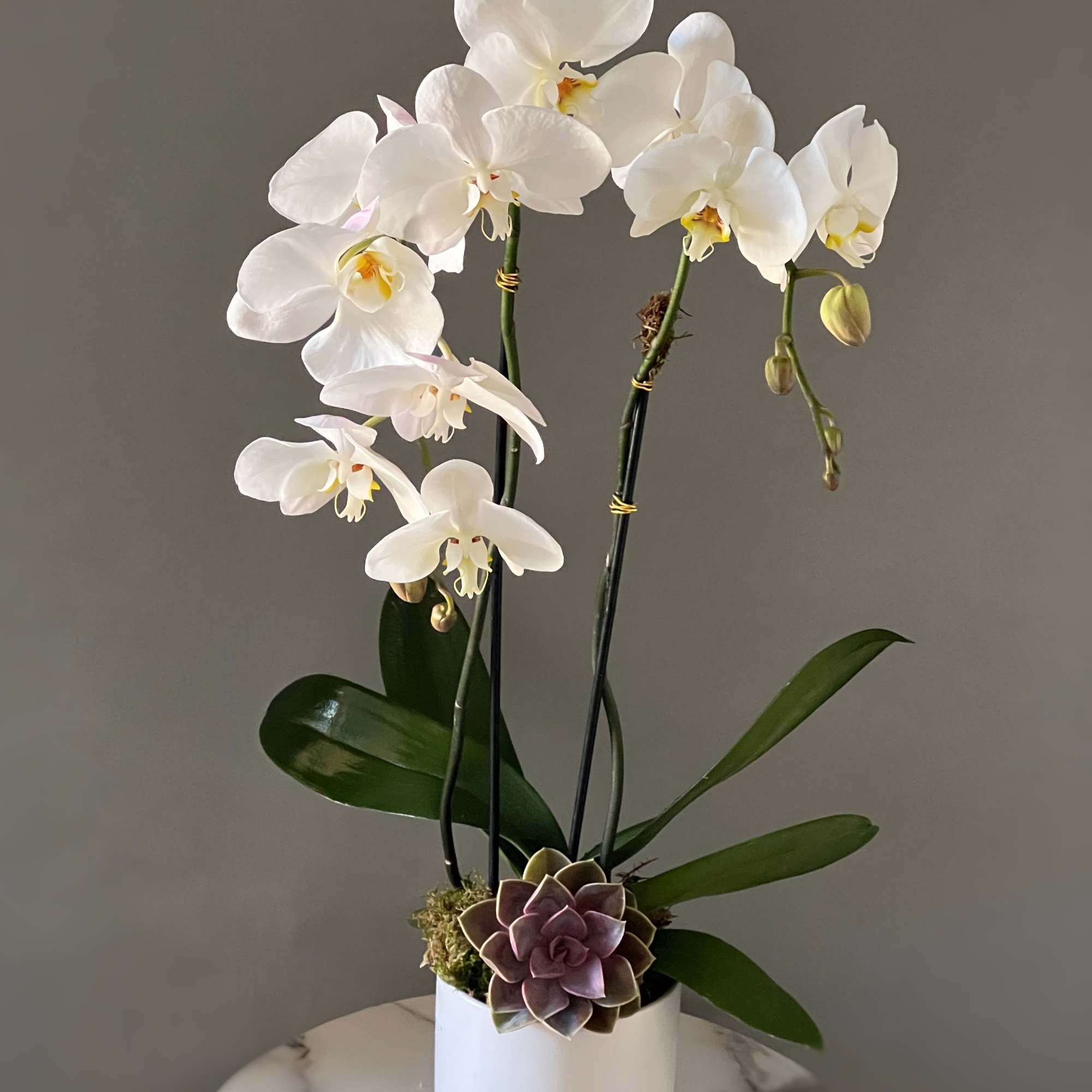 Two white stems of orchids sit ,cascading and succulent within 5 by