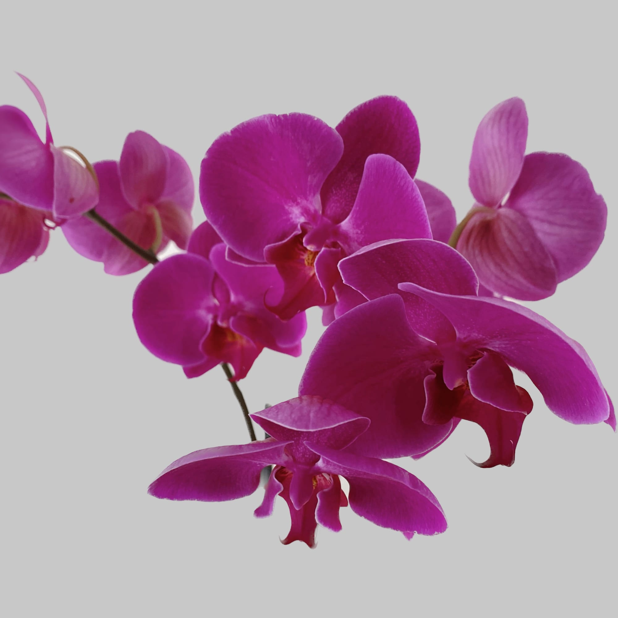 Gorgeous magenta double orchid plant includes succulents in a black 5-inch vase.