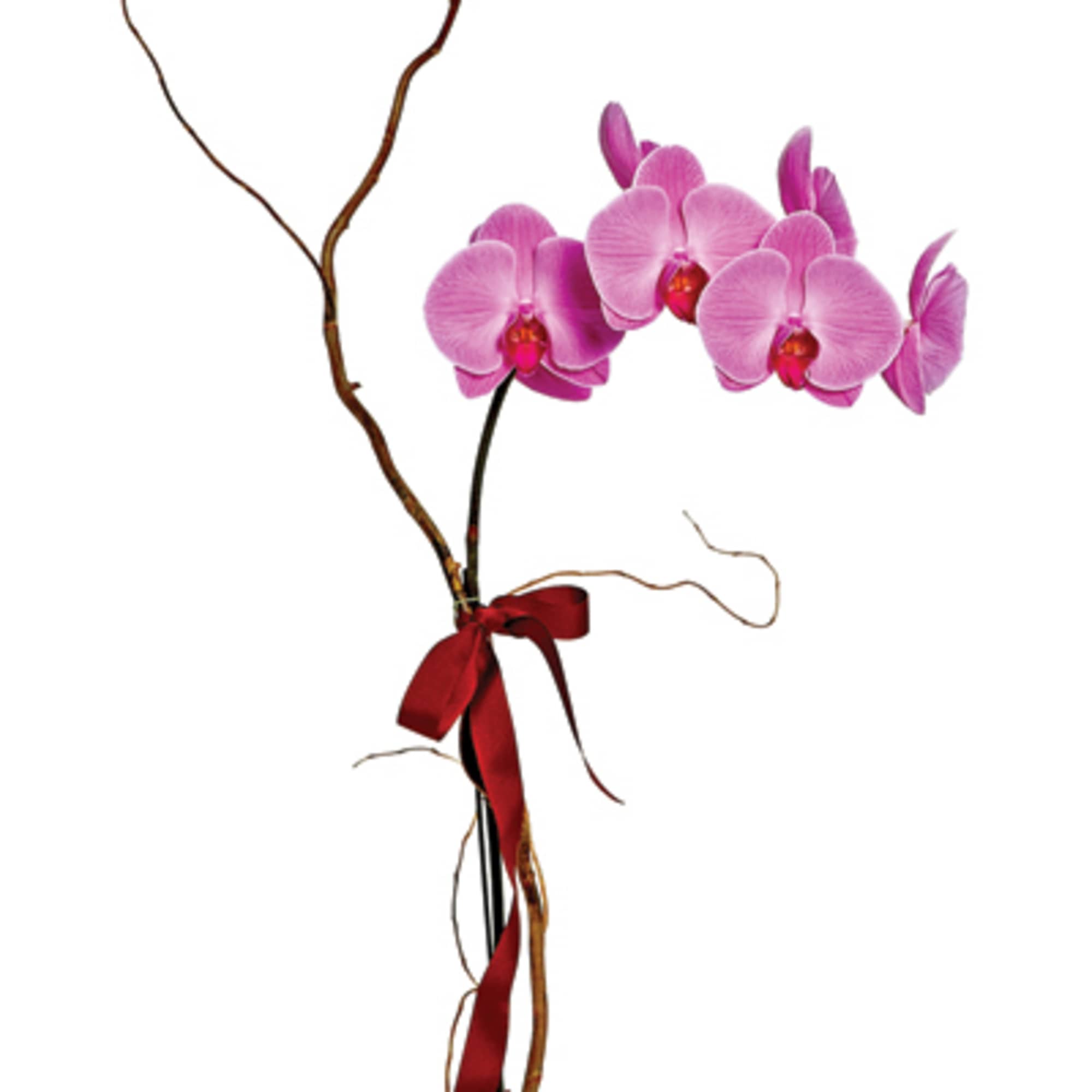 One perfect lavender potted phalaenopsis orchid plant is accented with a curling One perfect lavender potted phalaenopsis orchid plant is accented with a curling