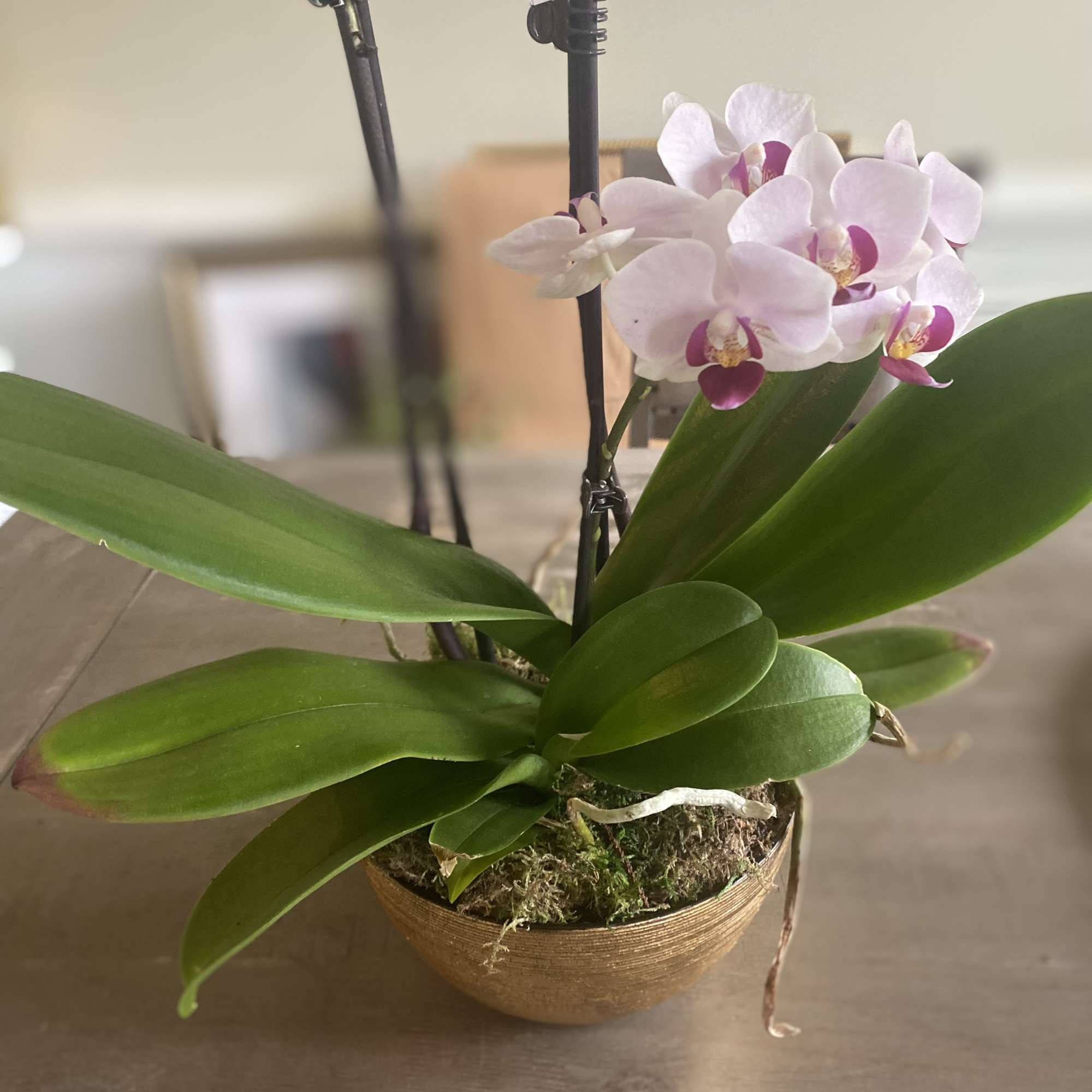 Two stems of phalaenopsis orchids in a silver or gold pot. A Two stems of phalaenopsis orchids in a silver or gold pot. A