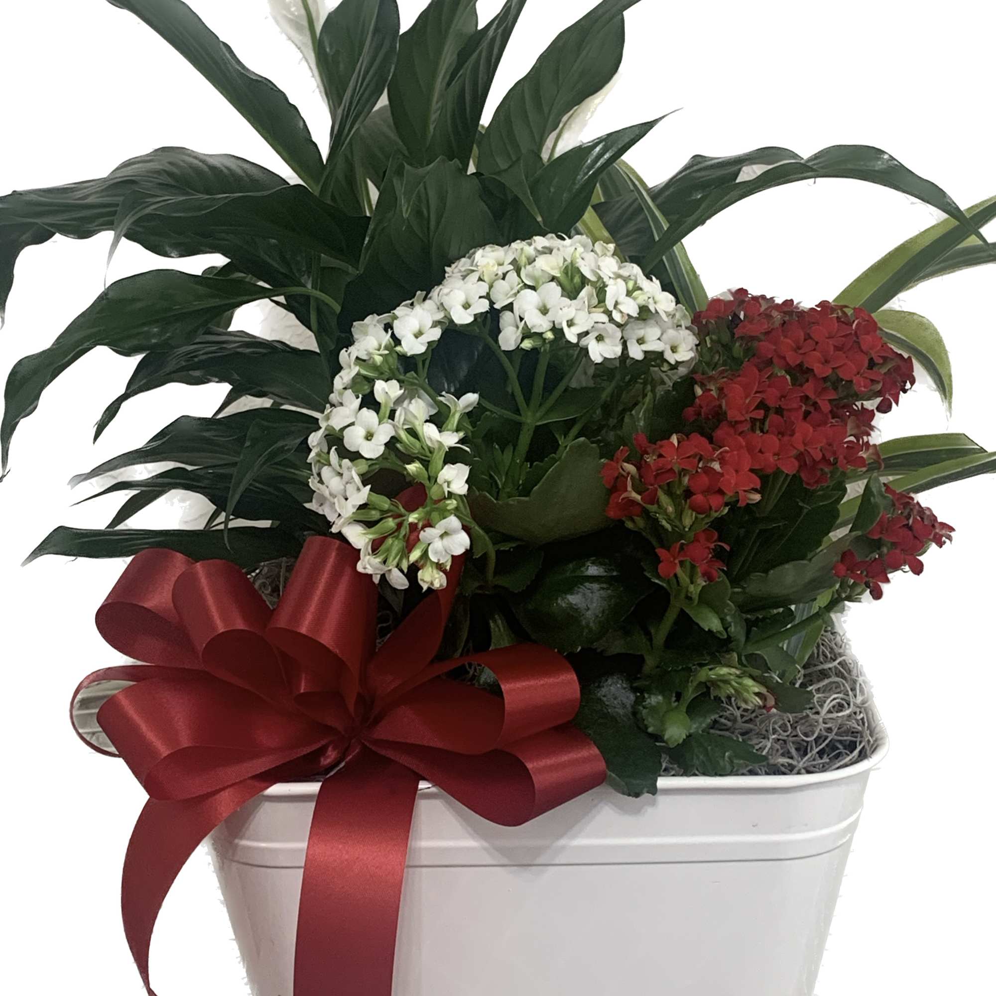 Beautiful potted plant with blooming plants. Your loved ones can enjoy them