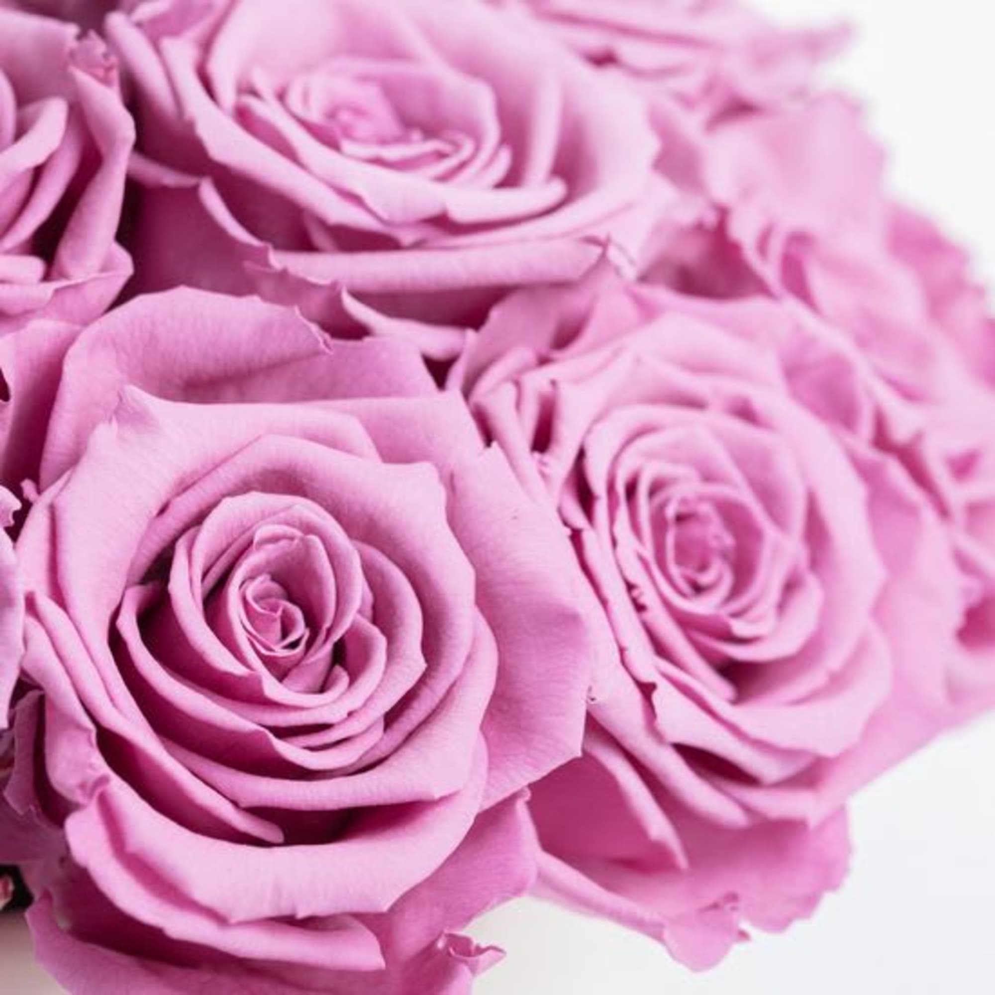 Our Classic Preserved Rose Composition includes 20 beautifully lavender preserved roses hand-crafted Our Classic Preserved Rose Composition includes 20 beautifully lavender preserved roses hand-crafted