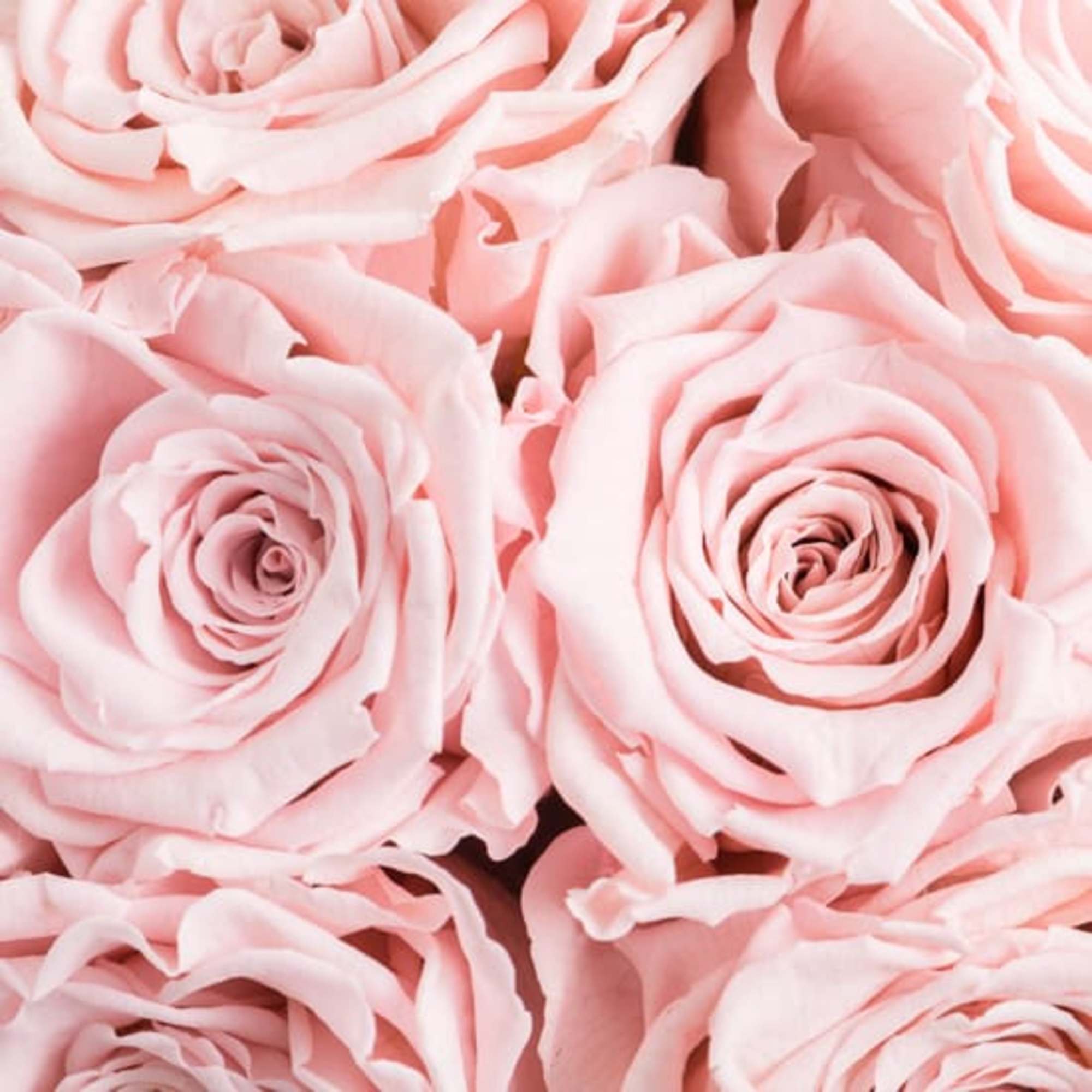 Our Classic Preserved Rose Composition includes 20 beautifully pink preserved roses hand-crafted