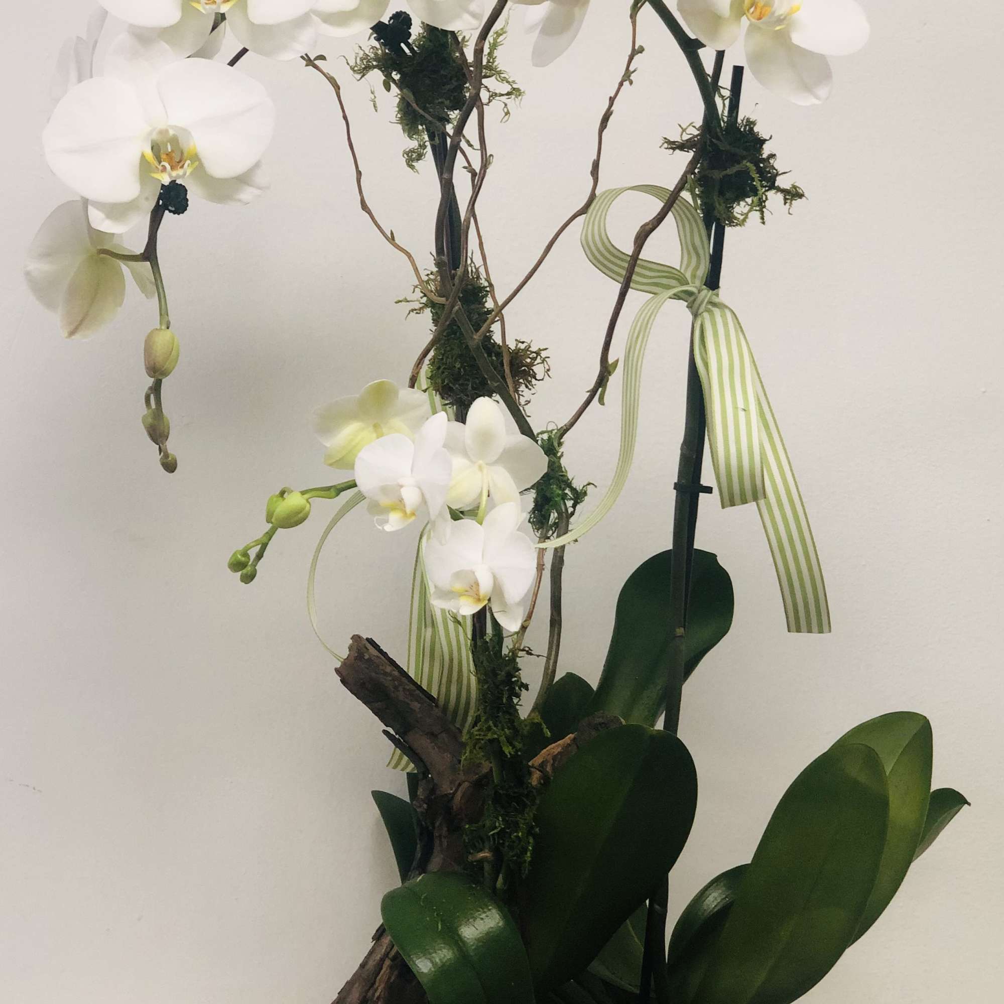 Tasteful and classic, meets elegance. Three stunning Orchids, set in a ceramic