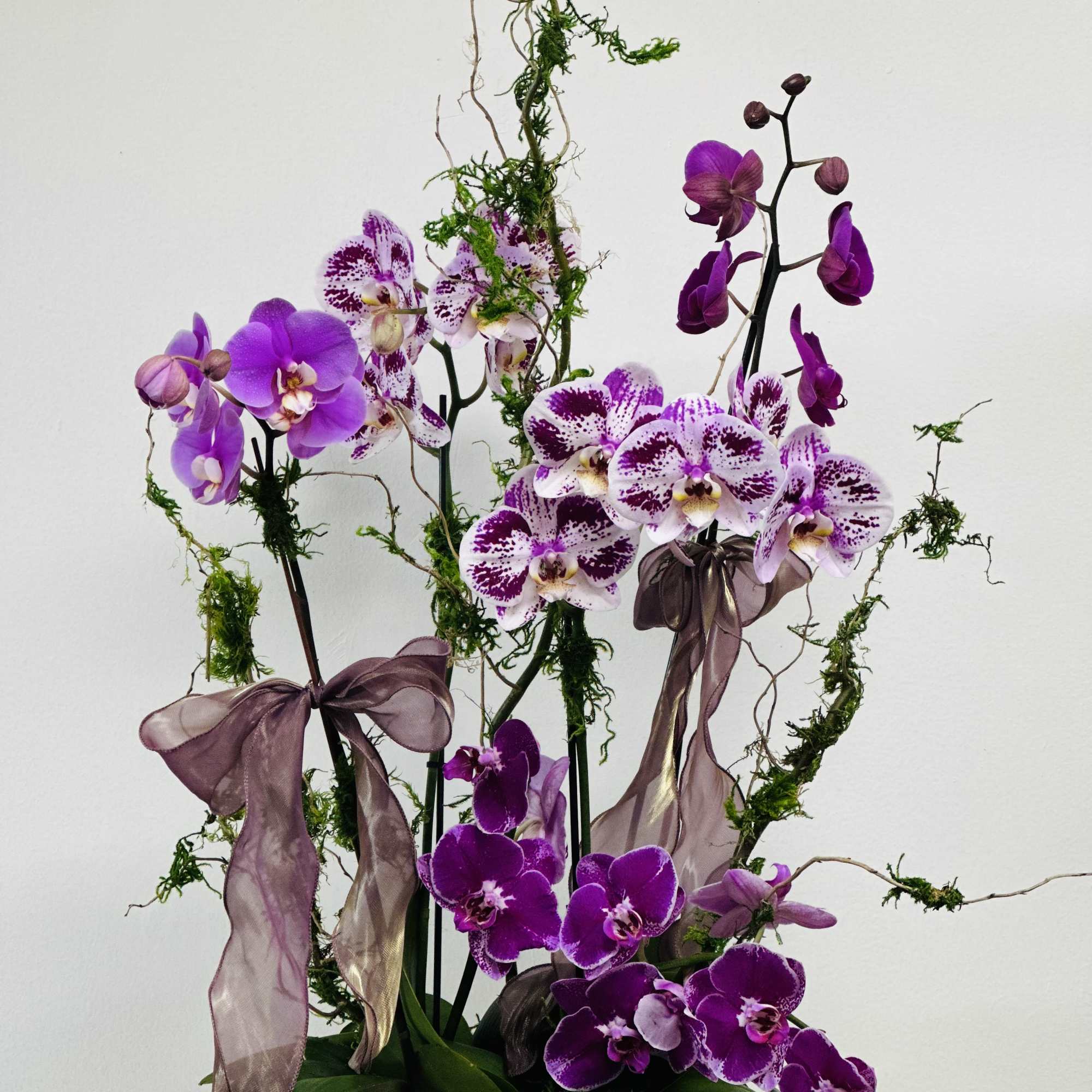 Tasteful and classic, meets elegance. Three stunning Orchids, set in a ceramic