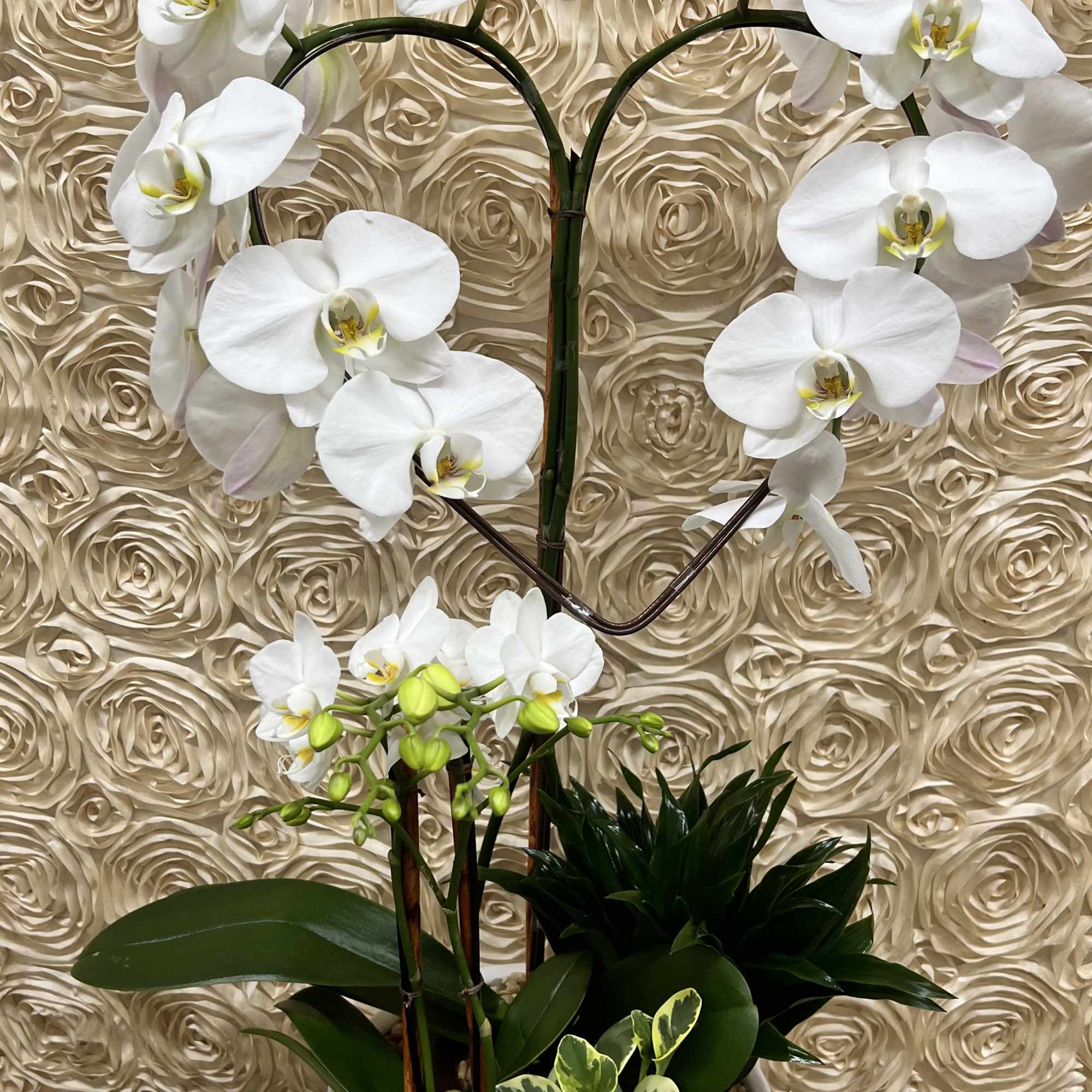 Beautiful orchid plant shaped like a heart for that special someone!