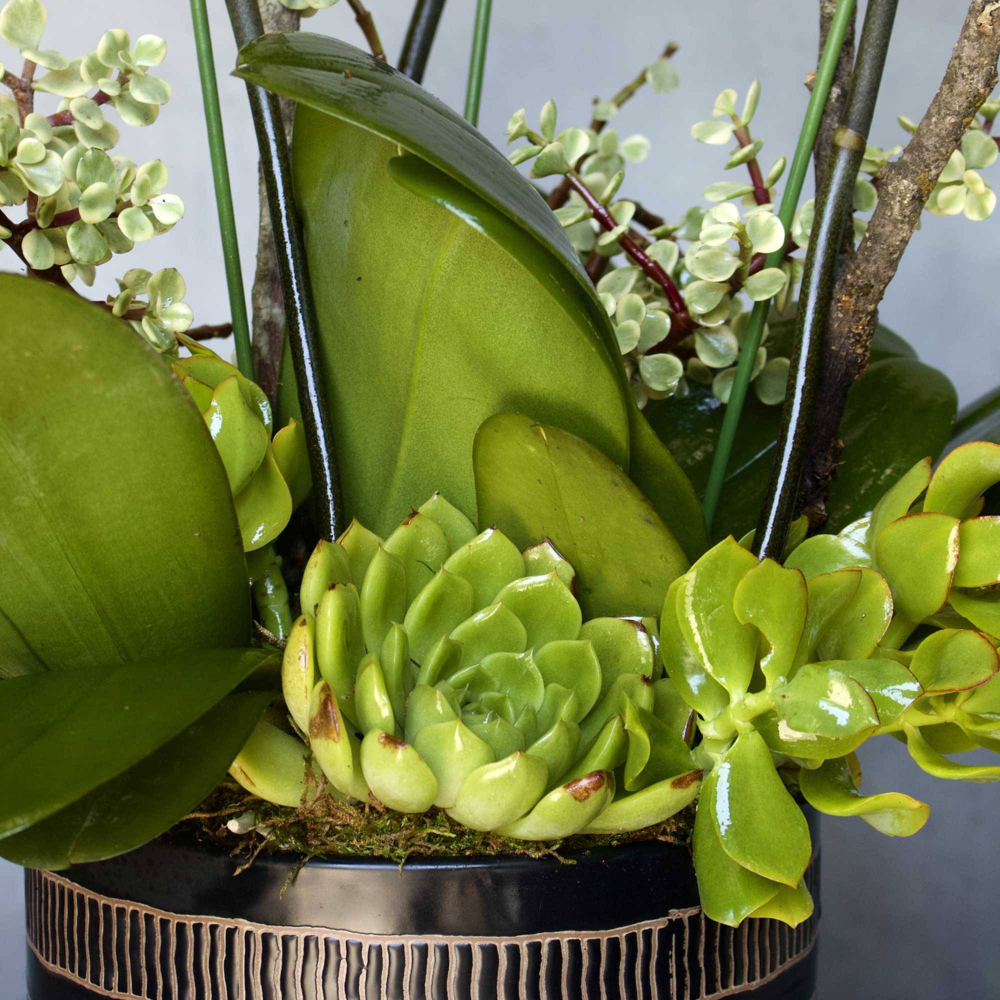  3 spikes orchids standing tall accented with succulents in a pedestal