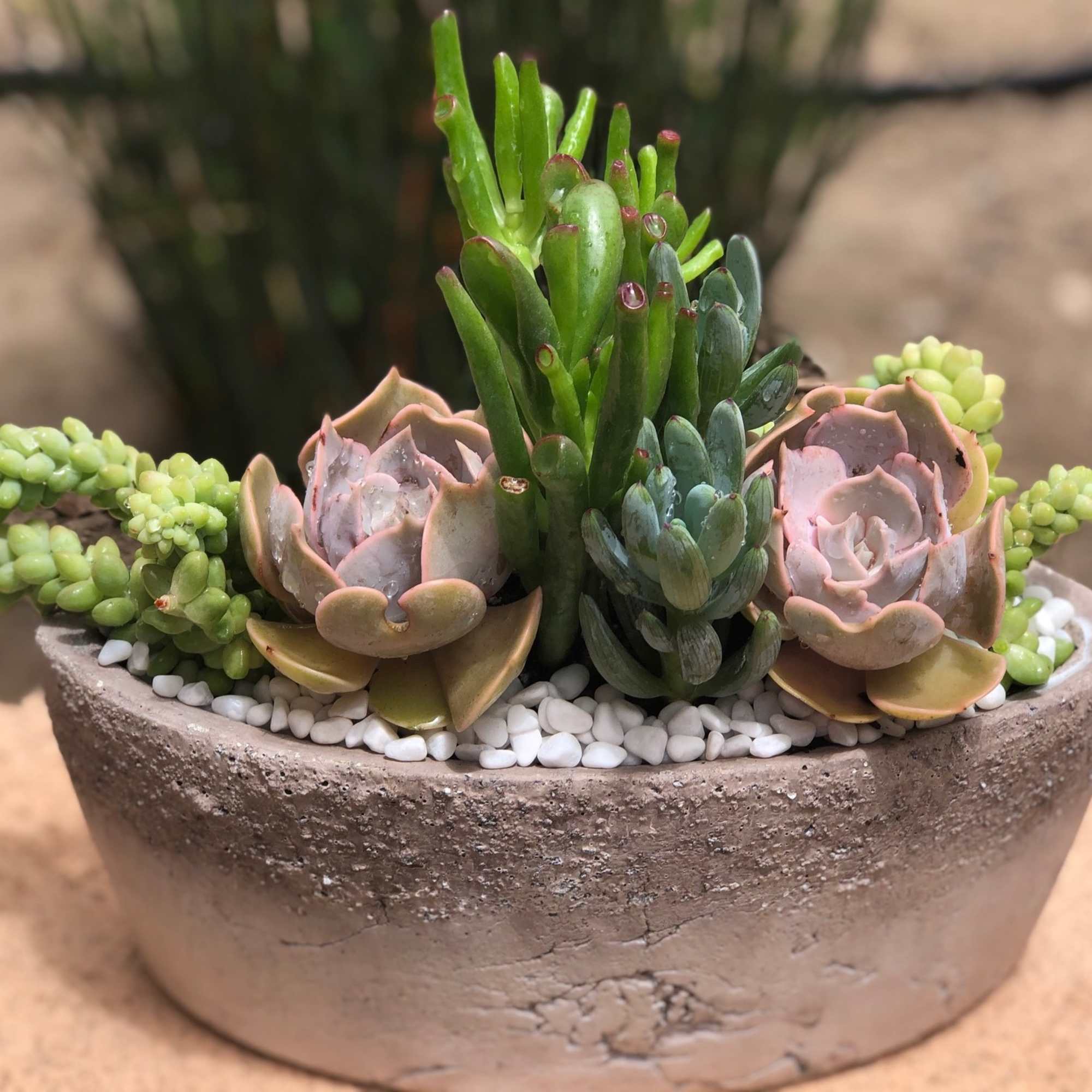 A colorful assortment of succulents of varying shapes and sizes. Presented in