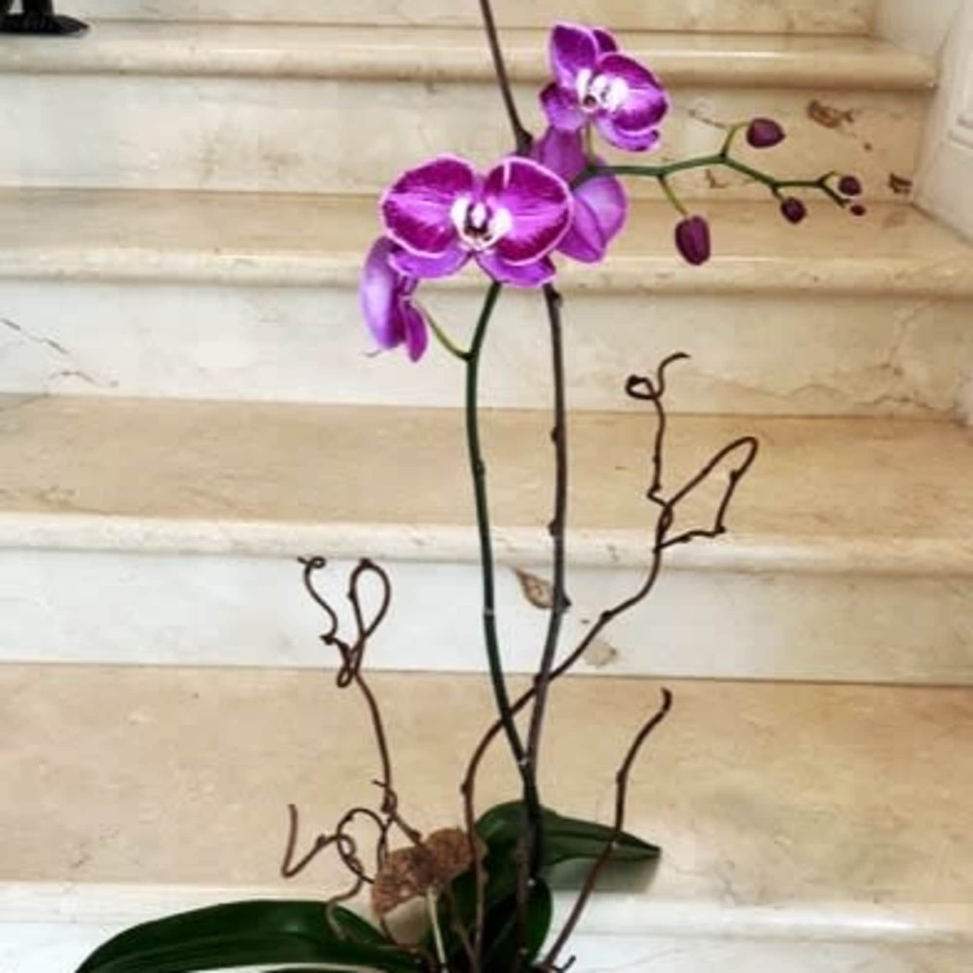 1 Orchid Plant (Select) in Purple, arranged in a ceramic or glass