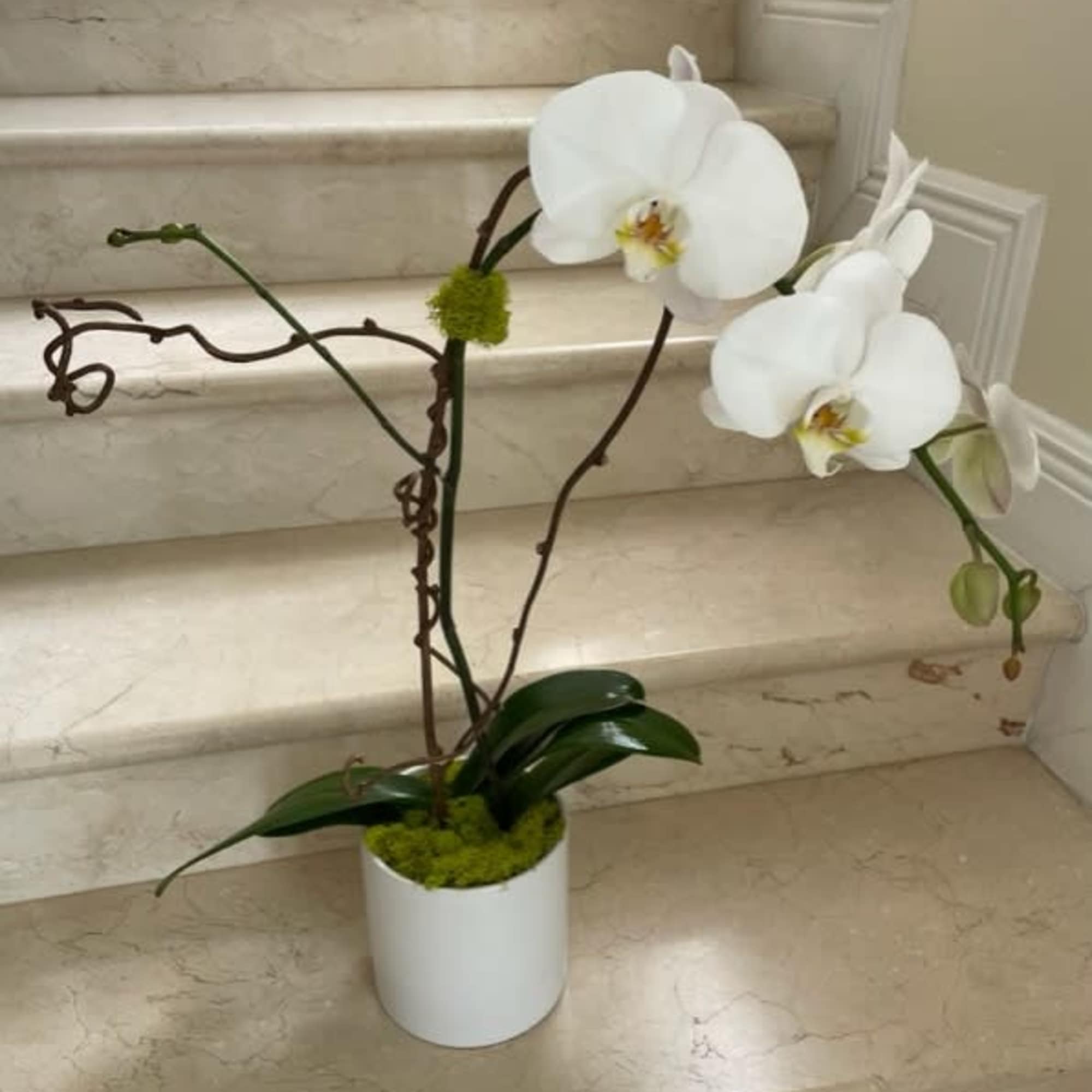 1 Orchid plant (Select) single stem arranged in a ceramic container.

