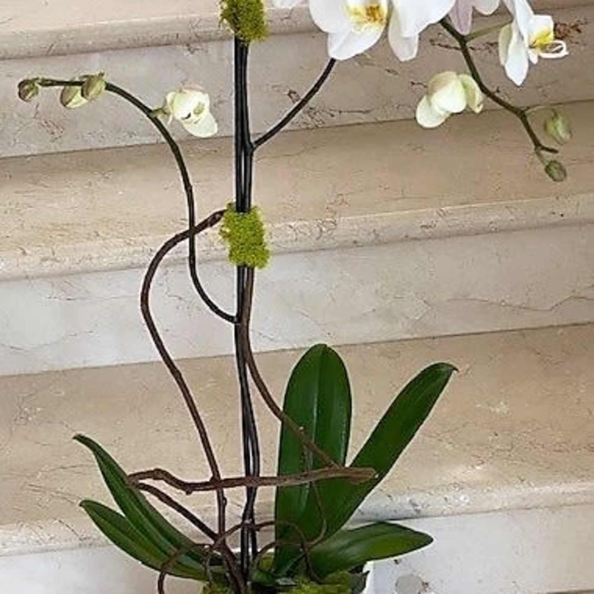 1 Orchid plant (Select) single stem arranged in a ceramic container.
