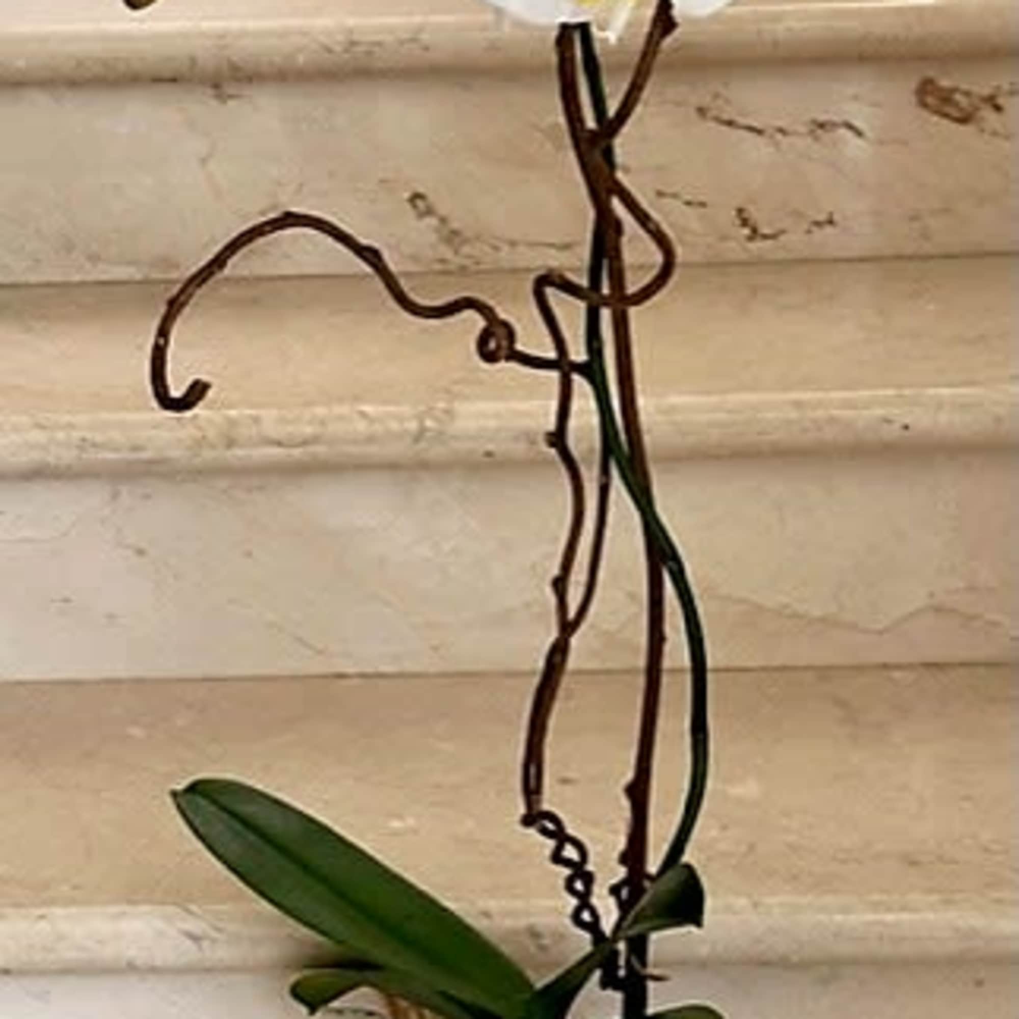 1 Orchid plant (Select) single stem arranged in a ceramic container.
