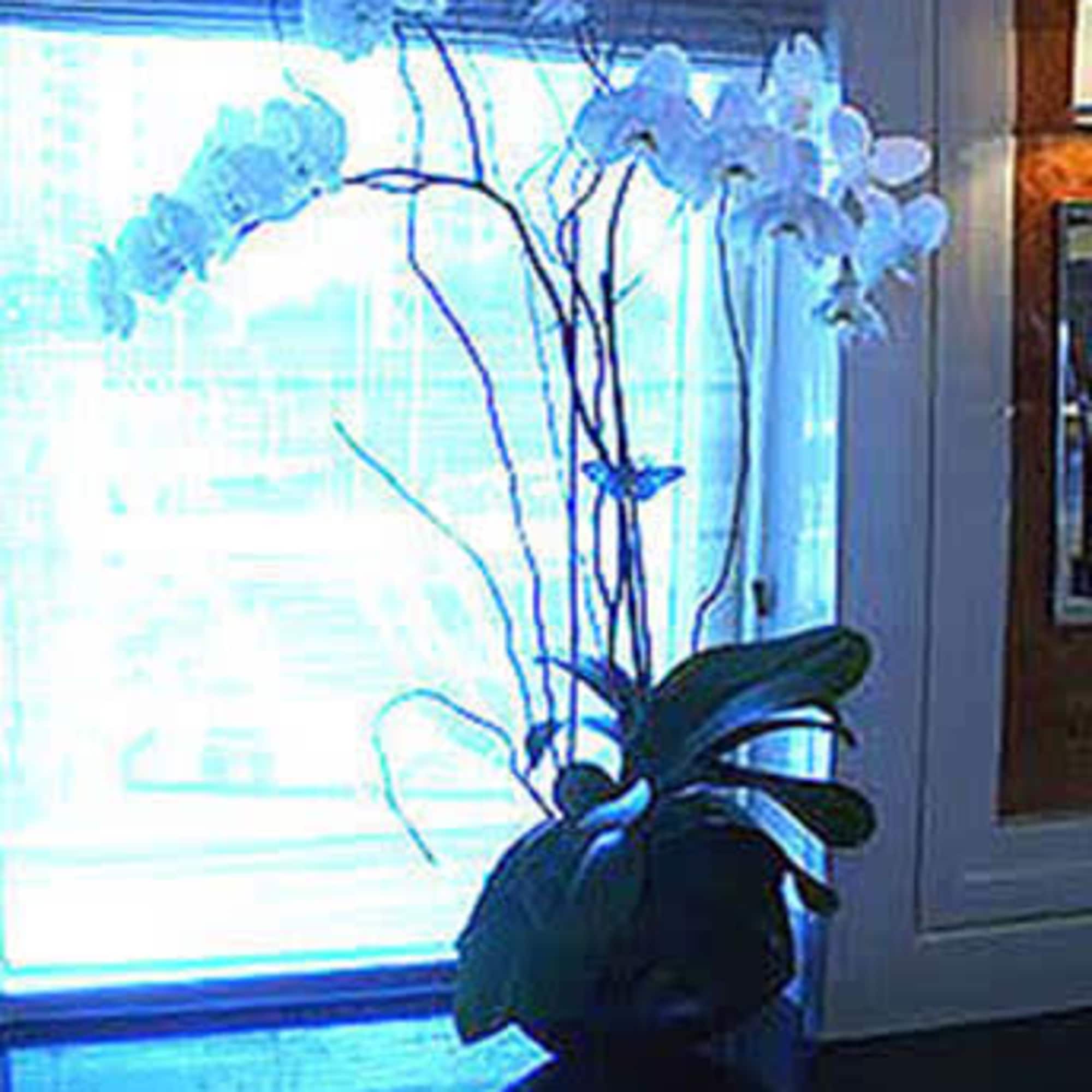 3 Orchids Plants (Select) arranged in a Ceramic Container. 
Deluxe provides more