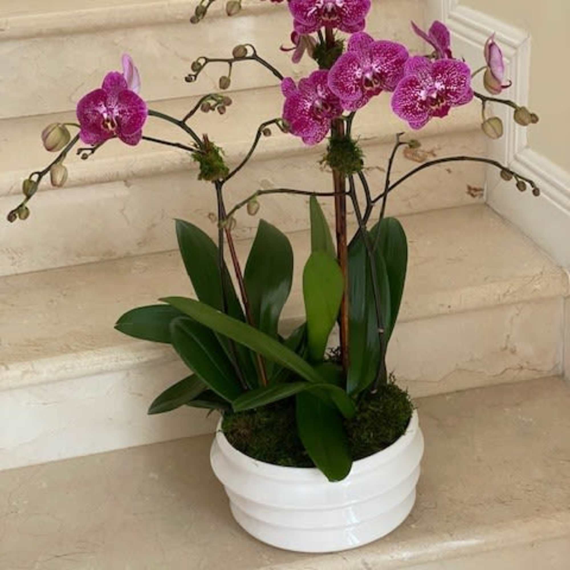 3 Orchids Plants (Select) arranged in a Ceramic Container. 
Deluxe provides more