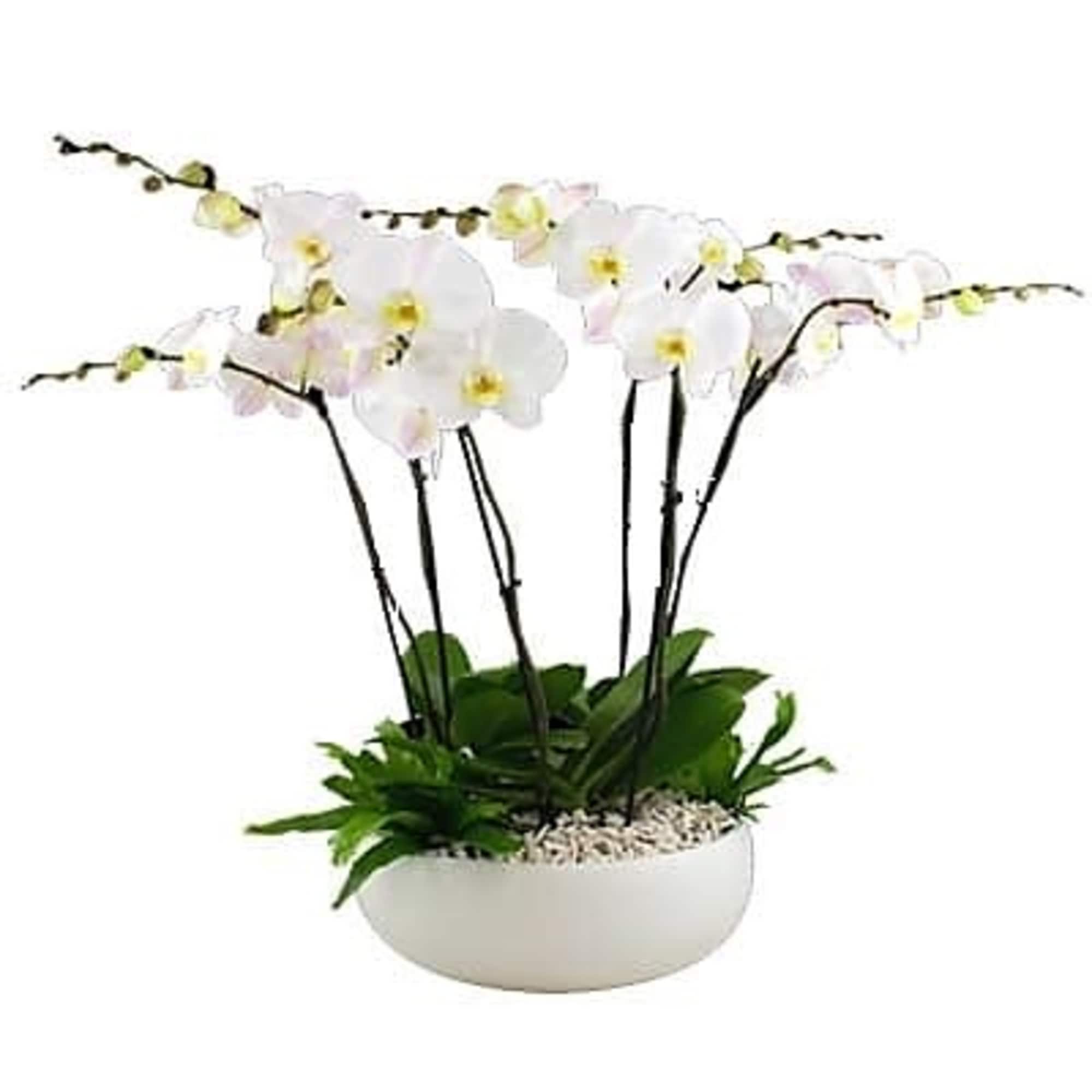 5 Large Orchids Plants (Select) in white arranged in a ceramic container.
