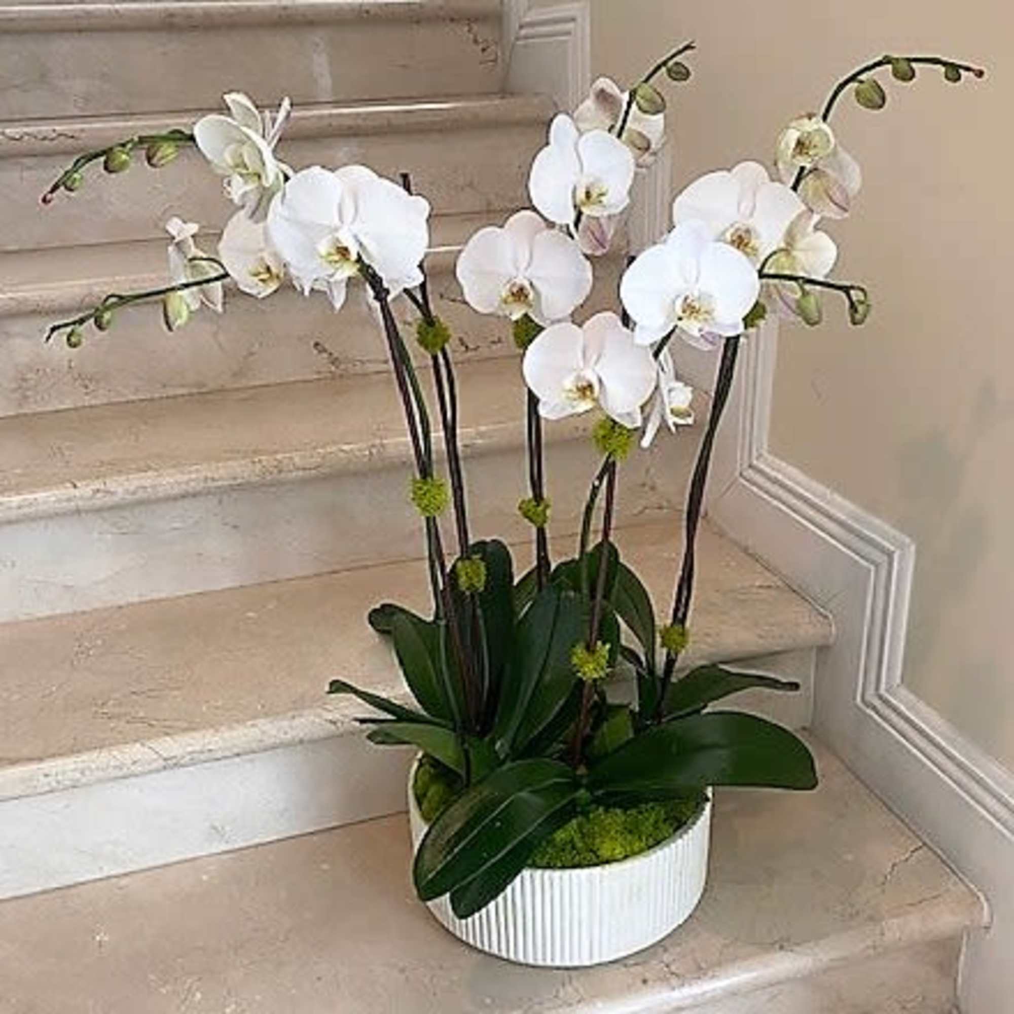 5 Large Orchids Plants (Select) in white arranged in a ceramic container.