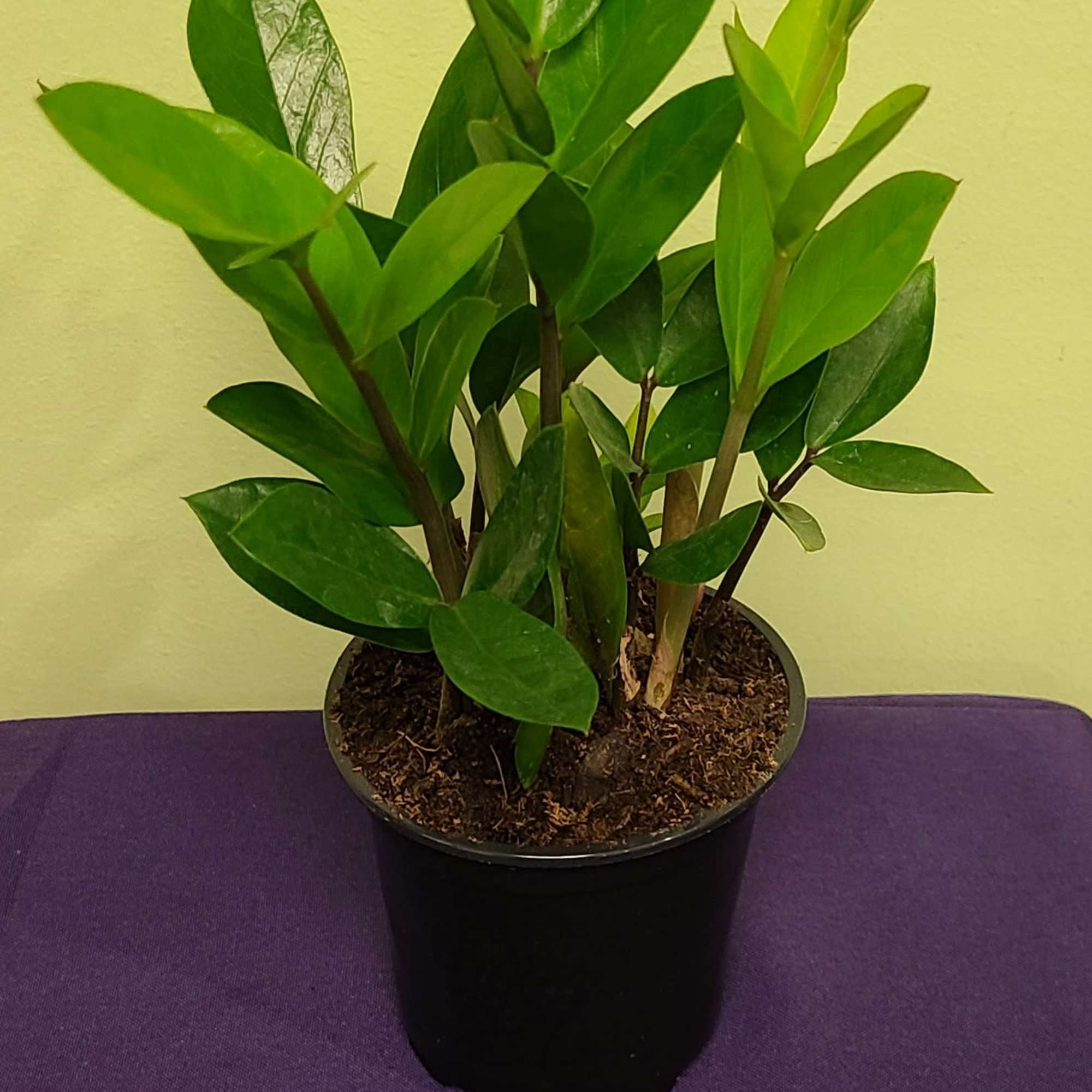 20201111021702_file_5fab499ed6