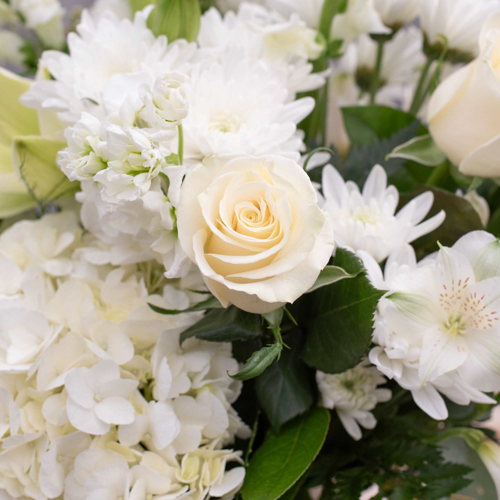 A distinguished all white arrangement perfect for every occasion, from celebrating an A distinguished all white arrangement perfect for every occasion, from celebrating an