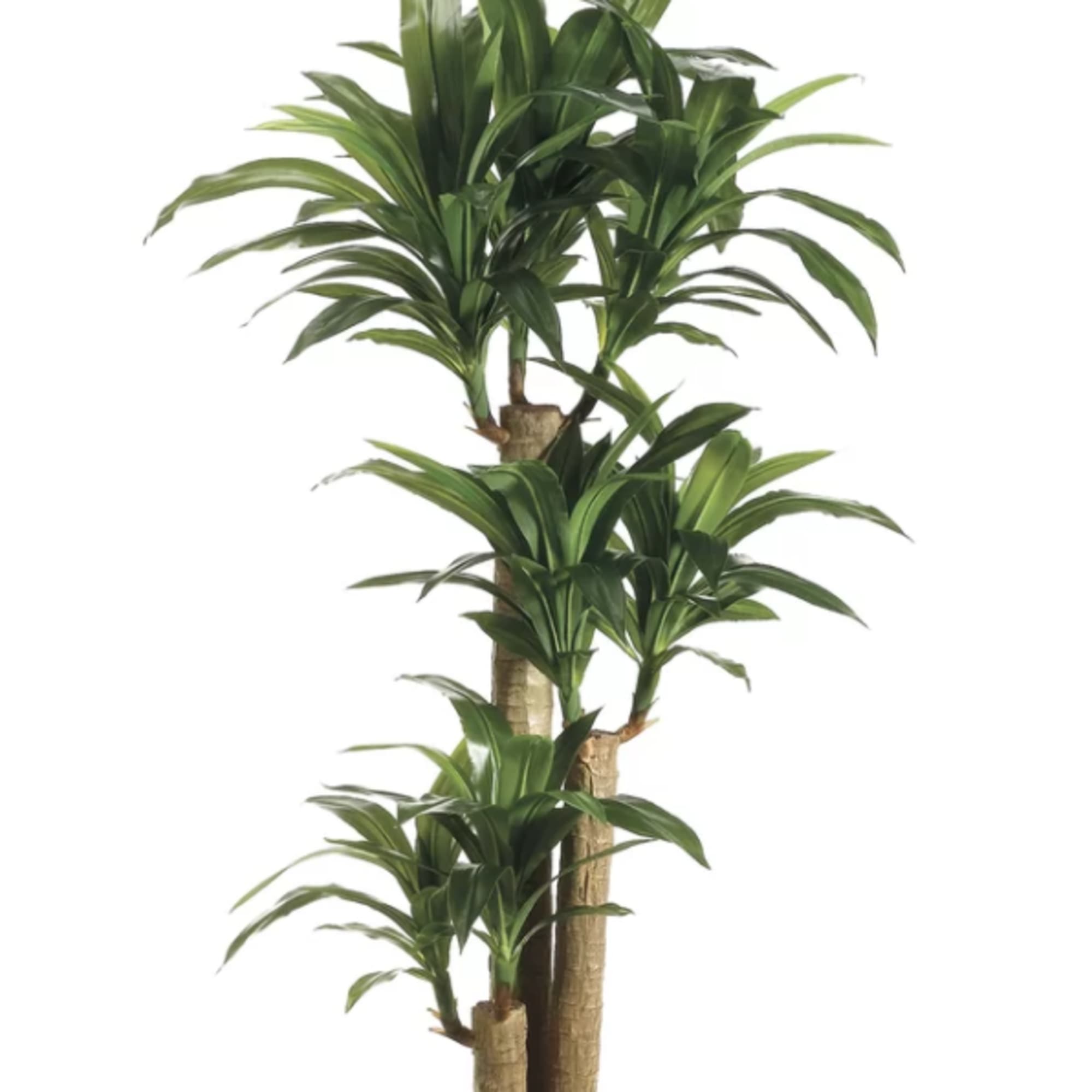 Mass Cane Floor Plant by Laazati
This striking houseplant is nicknamed the Corn