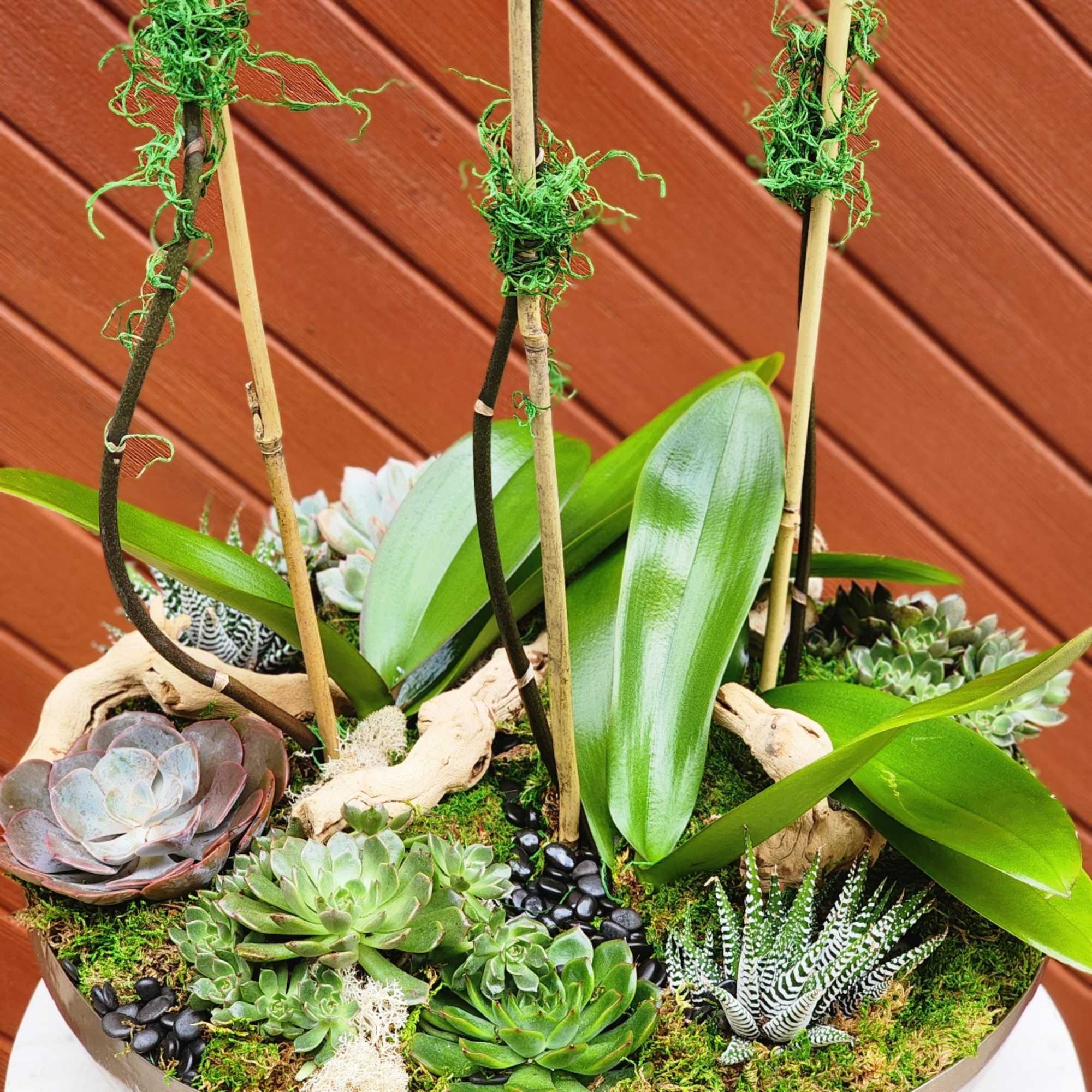 A beauty, featuring a trio of Phalaenopsis orchid plants with spikes showcasing