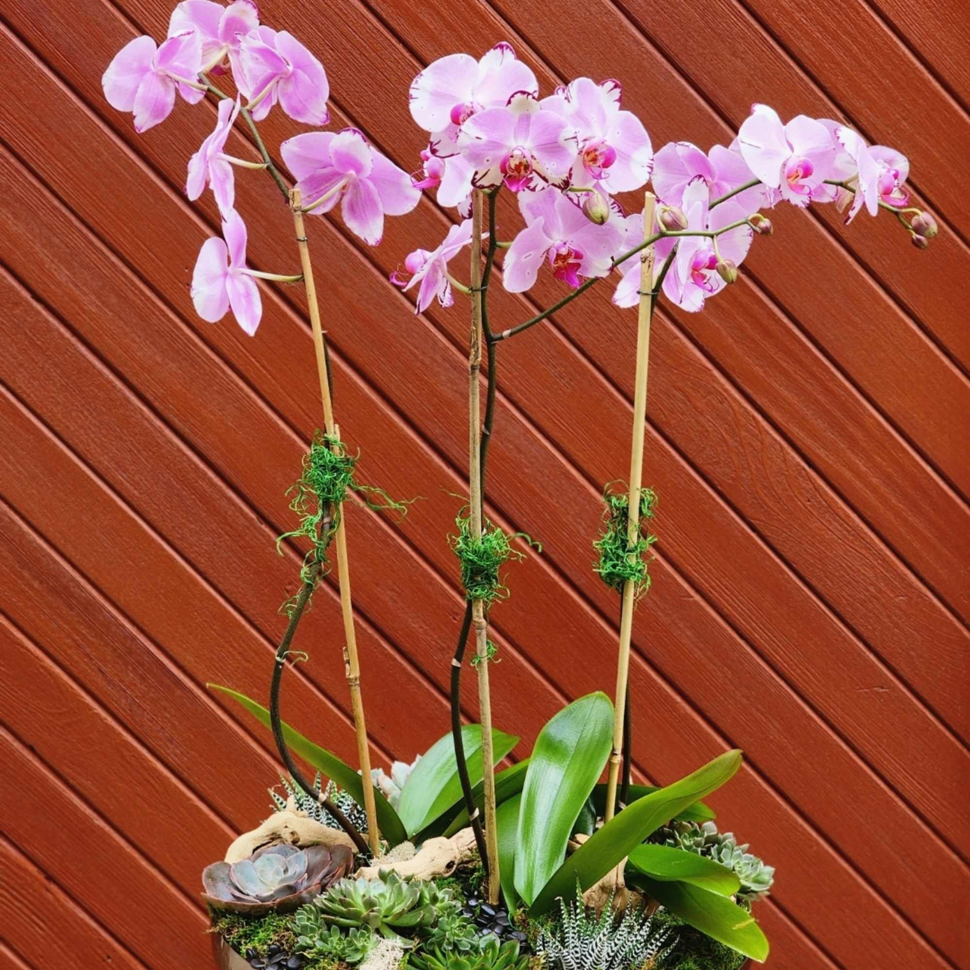A beauty, featuring a trio of Phalaenopsis orchid plants with spikes showcasing