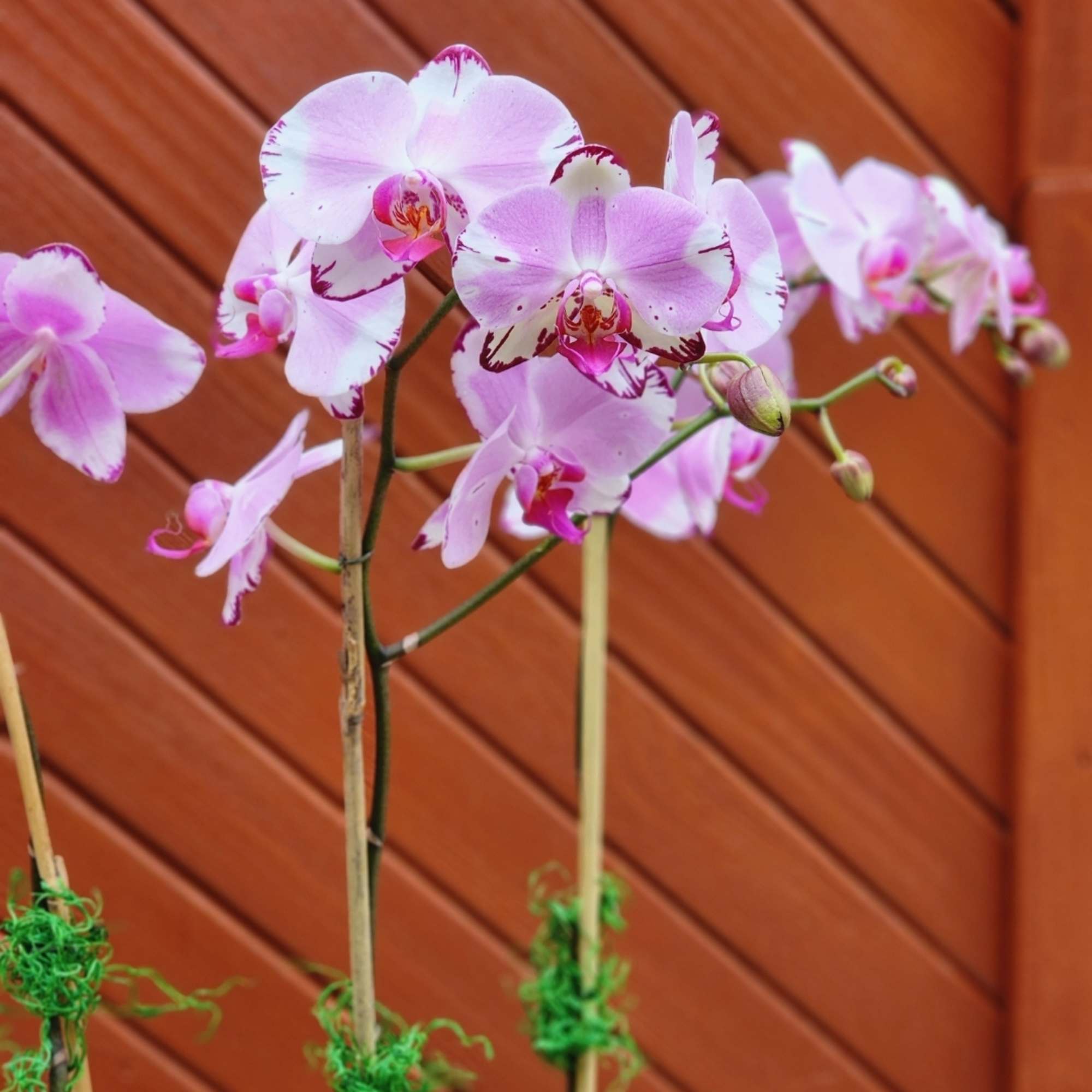A beauty, featuring a trio of Phalaenopsis orchid plants with spikes showcasing