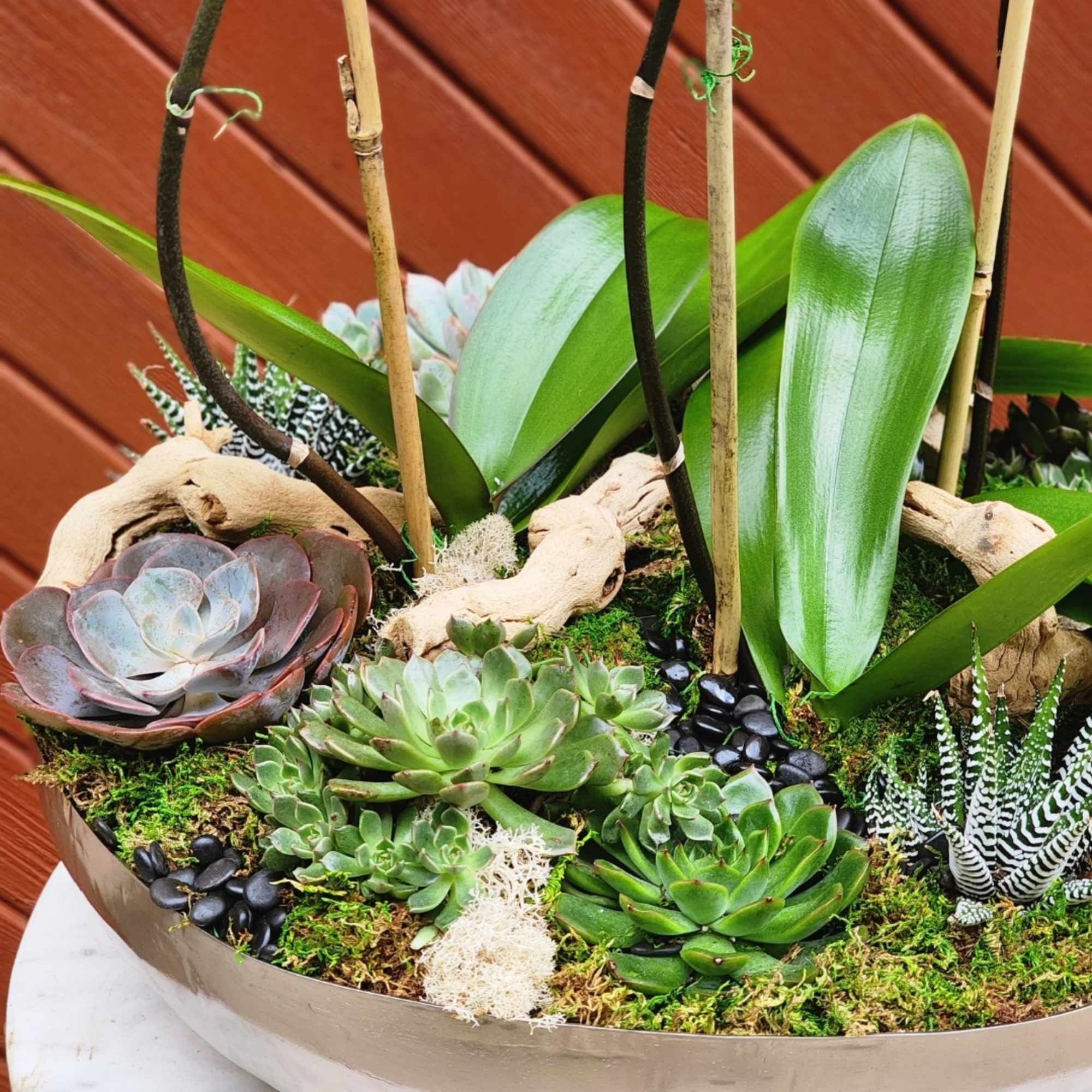 A beauty, featuring a trio of Phalaenopsis orchid plants with spikes showcasing