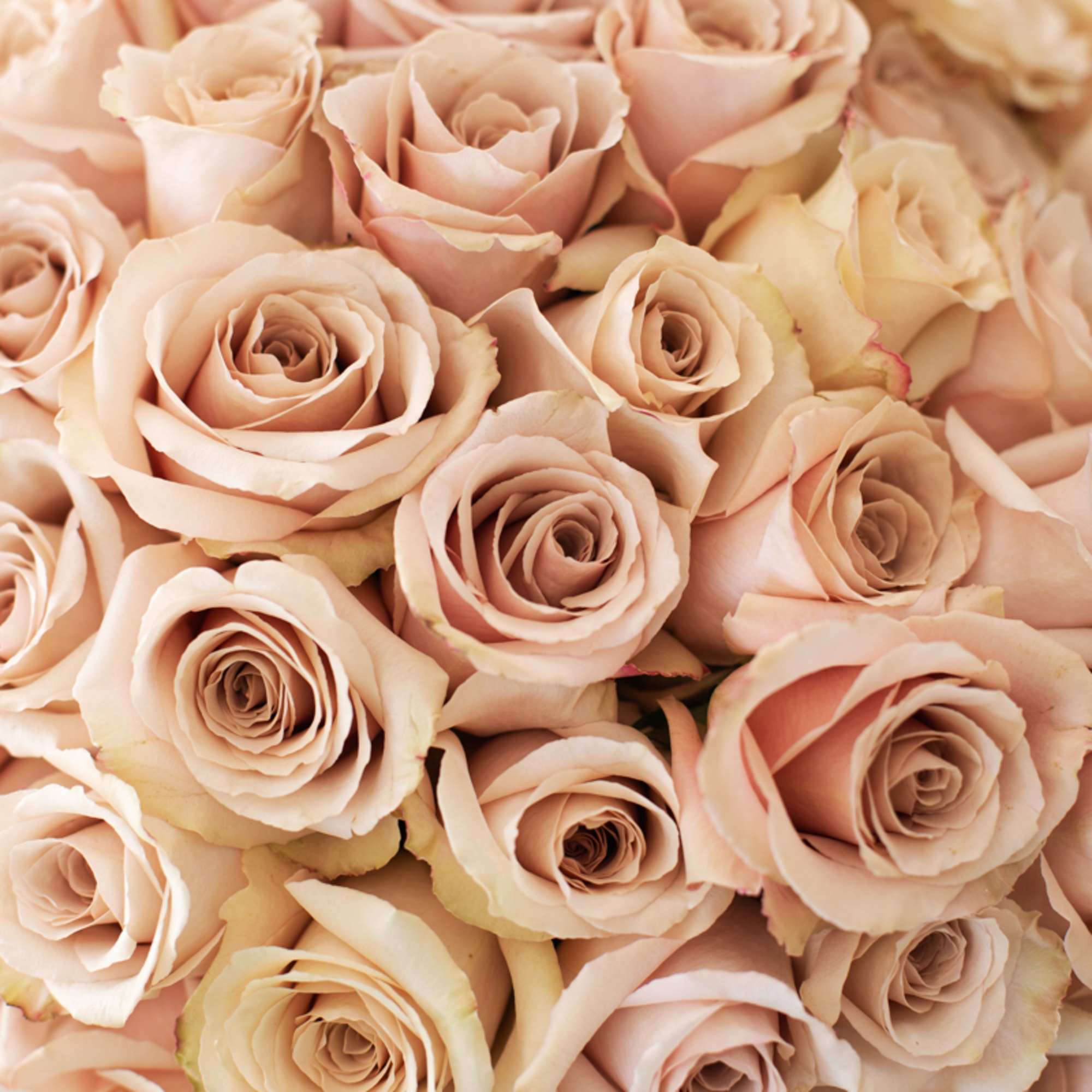 Bring beauty to the table with elegant arrangement, presented in a heart