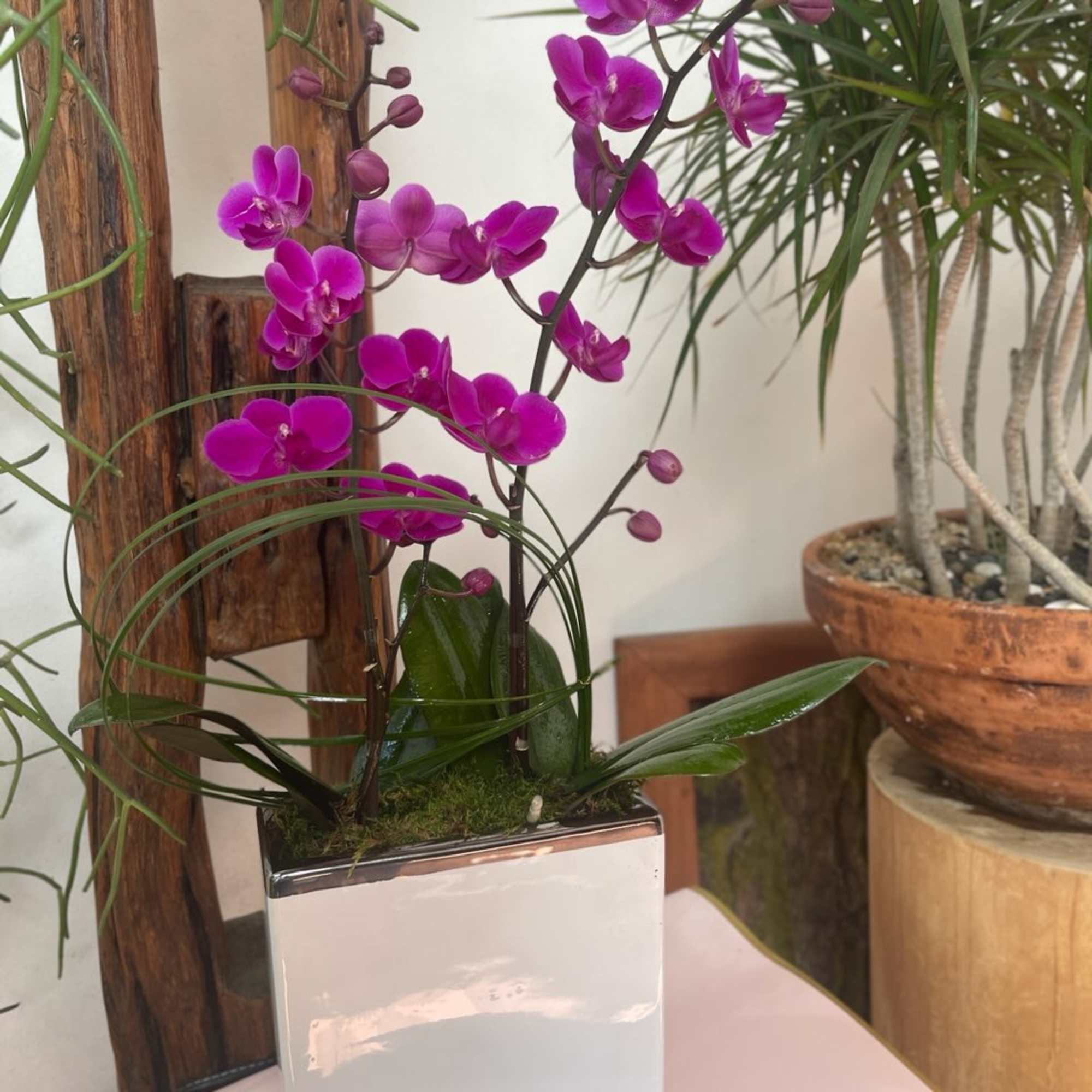 The Phalaenopsis Orchid, known as the &quot;Moth Orchid,&quot; symbolizes refinement, beauty, and