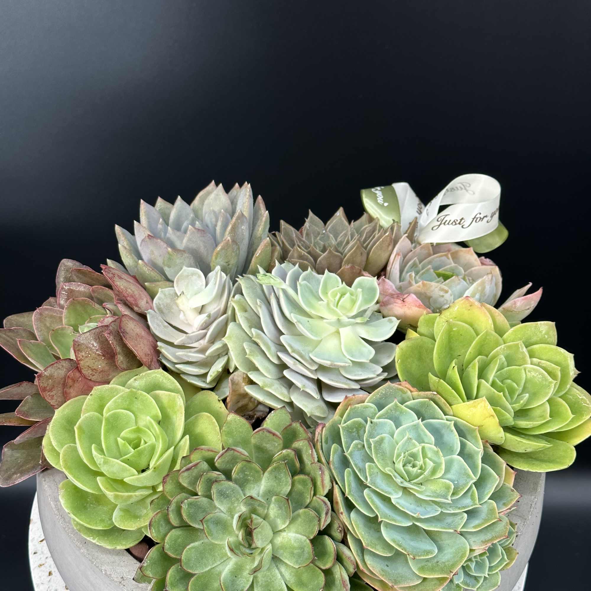 Beautiful Succulents are planted in a classic ceramic bowl for you to