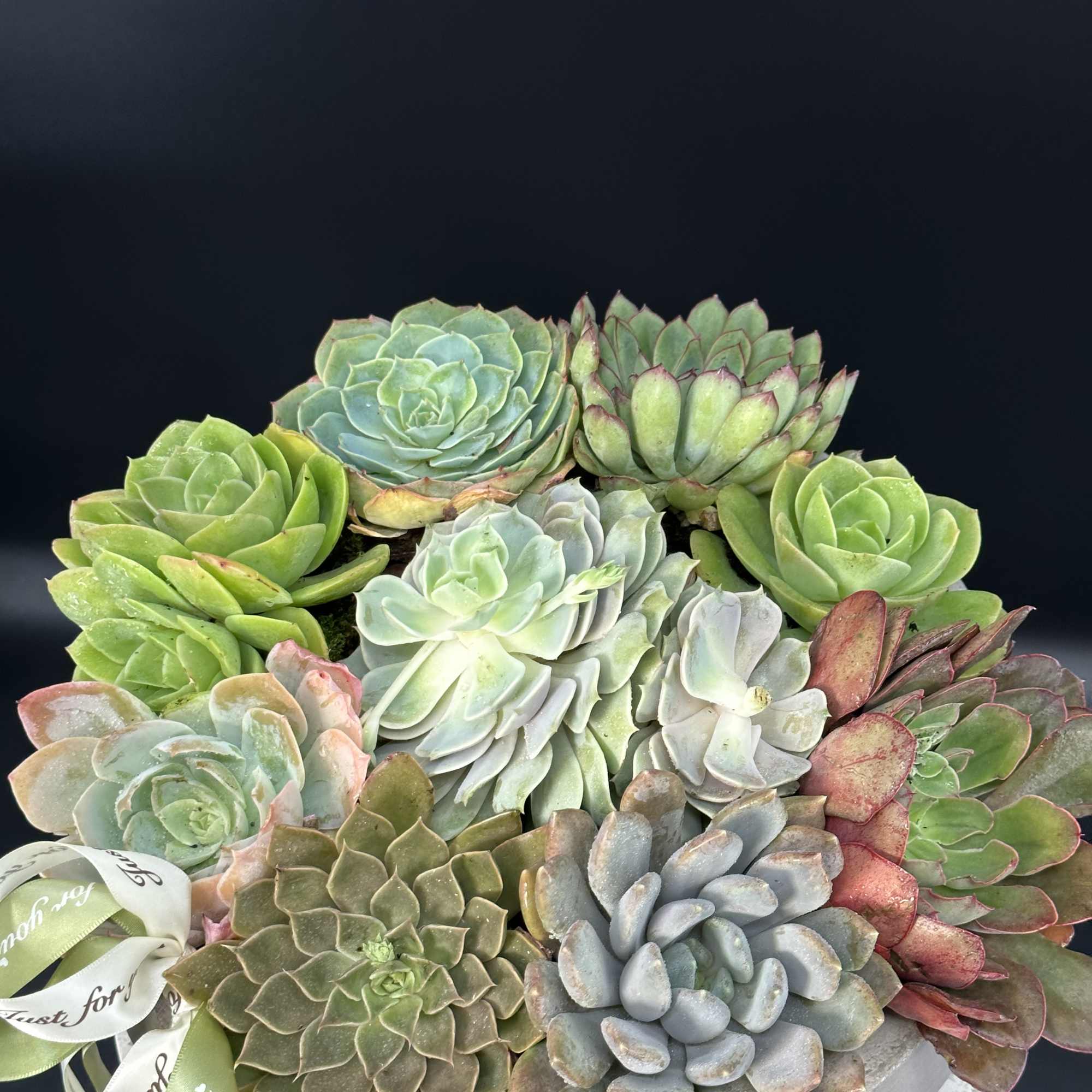 Beautiful Succulents are planted in a classic ceramic bowl for you to