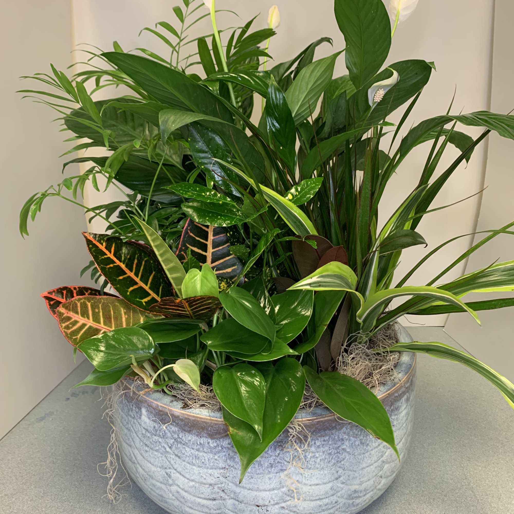 A variety of fresh green plants create a beautiful dishgarden in a