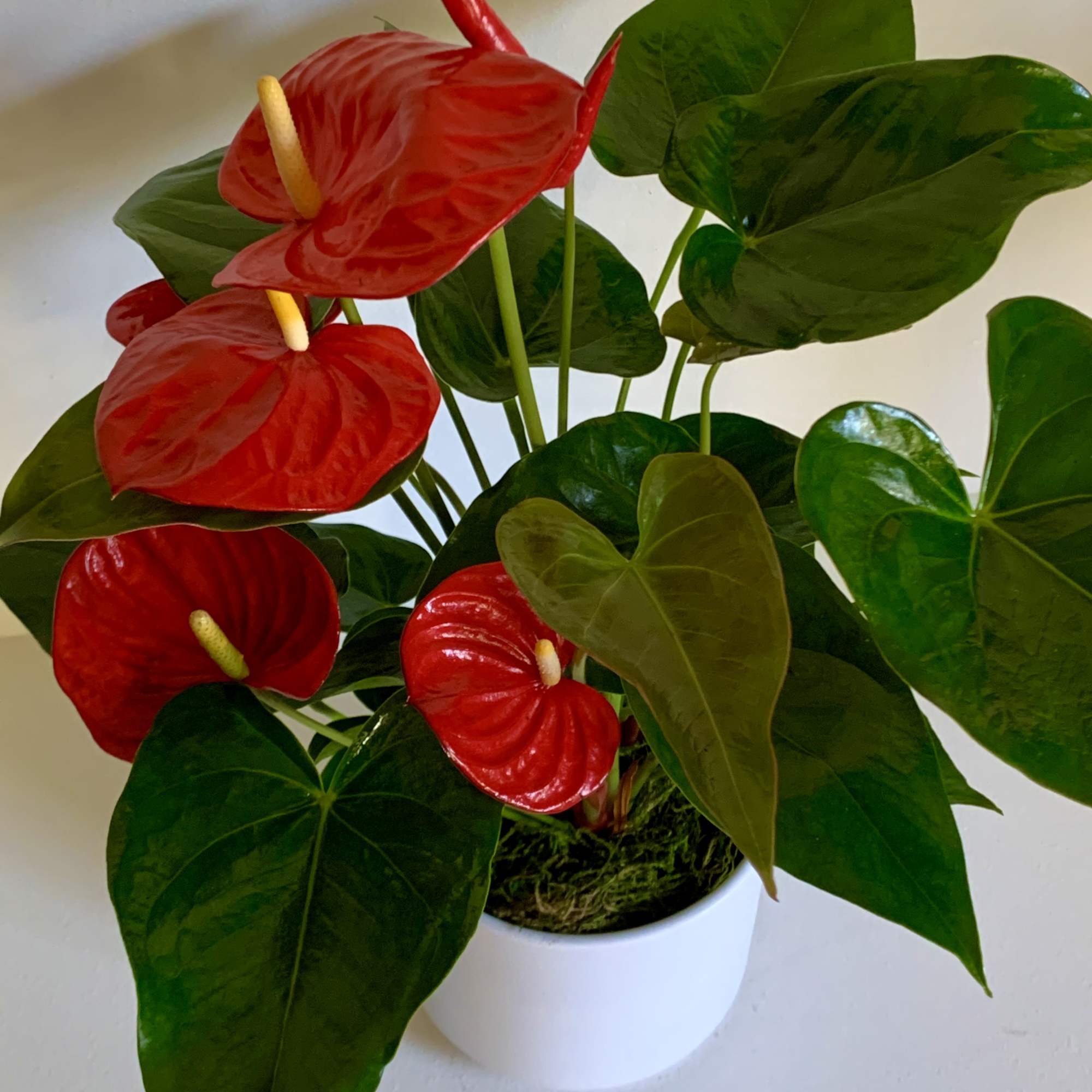 The &ldquo;flowers&rdquo; of the Anthurium are some of the longest-lasting on earth