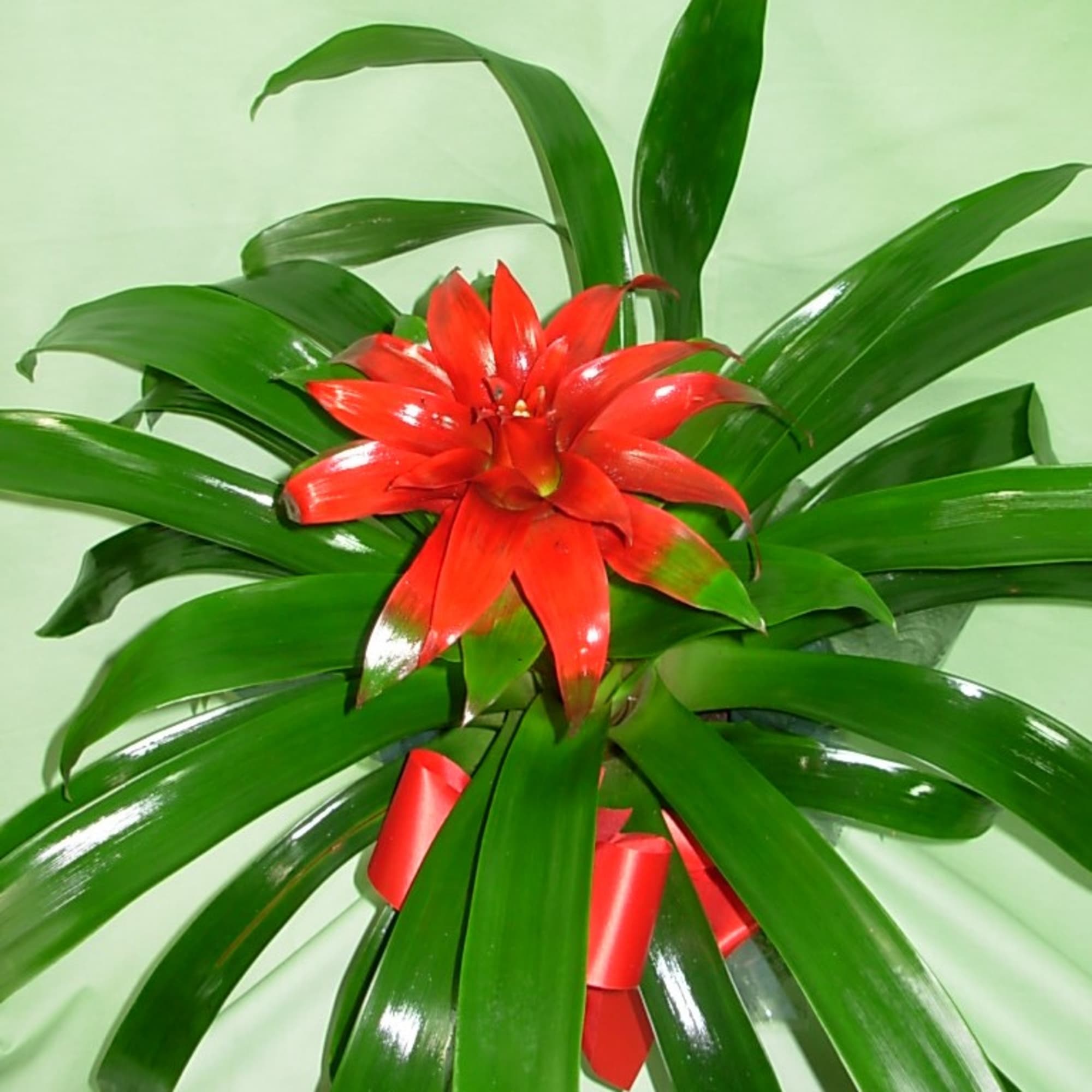 Our RED BROMOLAID PLANT is a very showy blooming tropical plant.. The