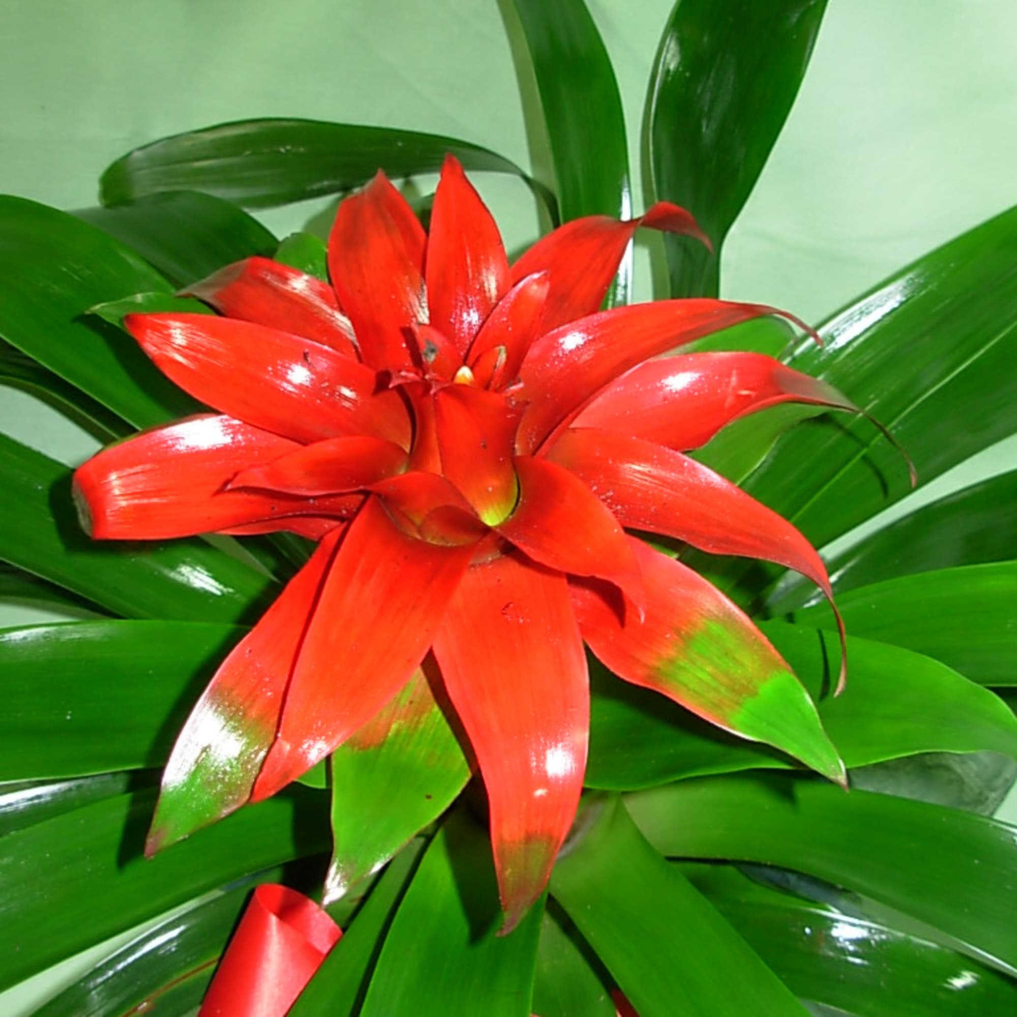 Our RED BROMOLAID PLANT is a very showy blooming tropical plant.. The