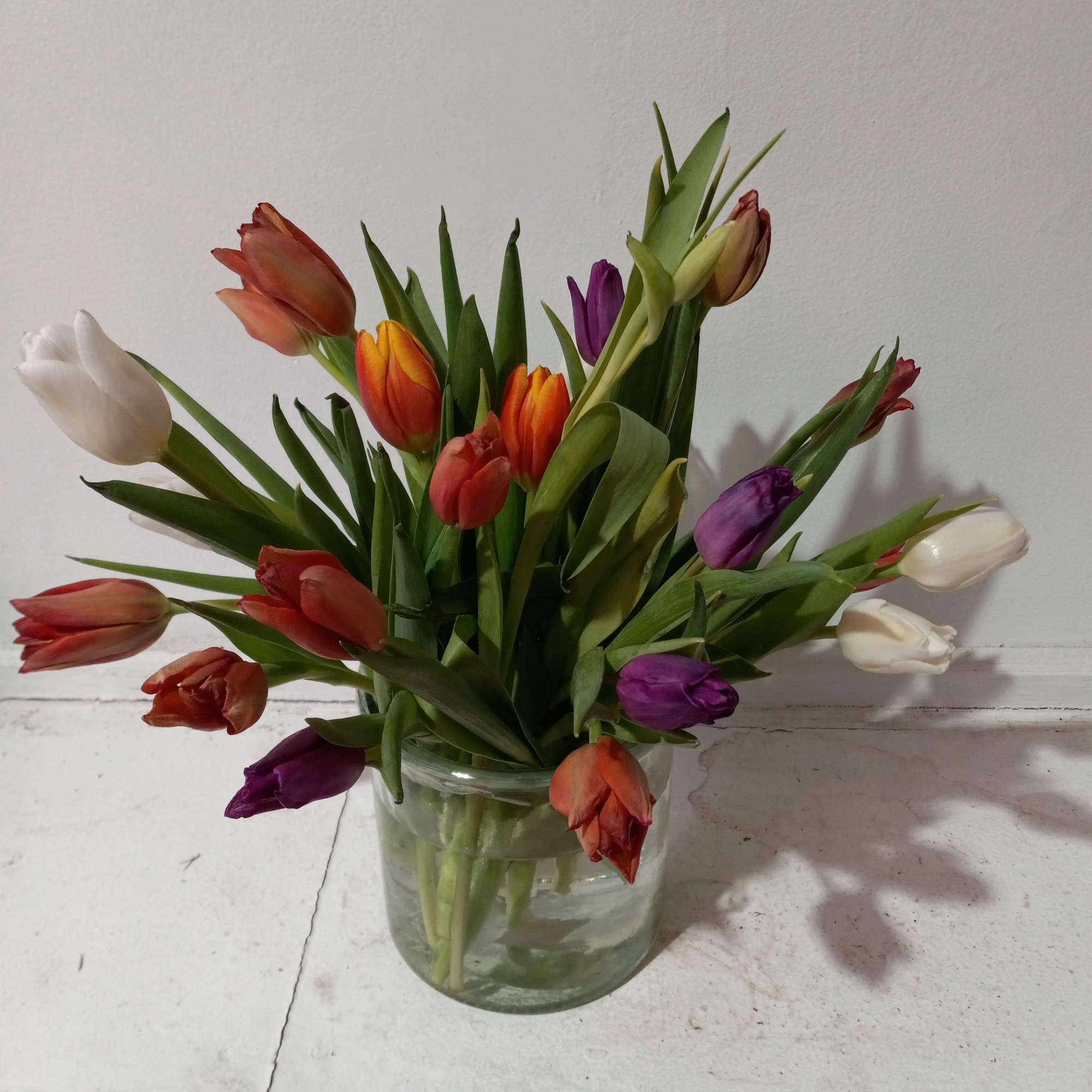 Premium assorted tulips in a  vase with confetti ribbon 