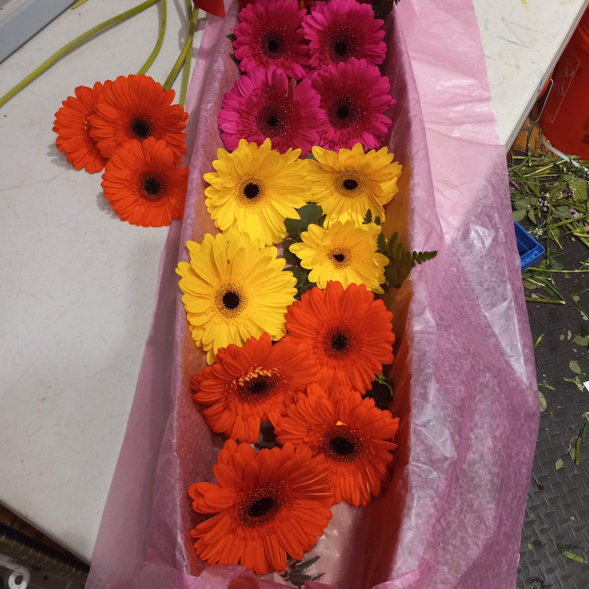 Beautiful "sunshine" Gerbera daisy assorted colors in a box (2 sizes available: