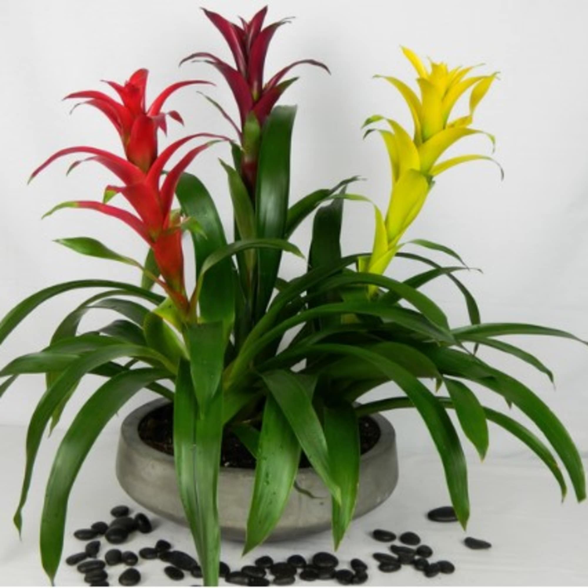 Scientific research shows that bromeliads can improve indoor air quality after business