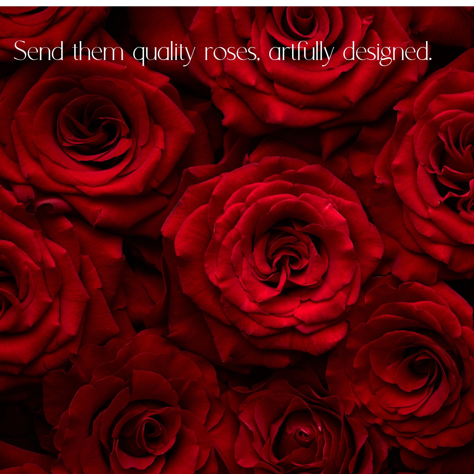 We will design your dozen, two dozen, three or more dozen roses