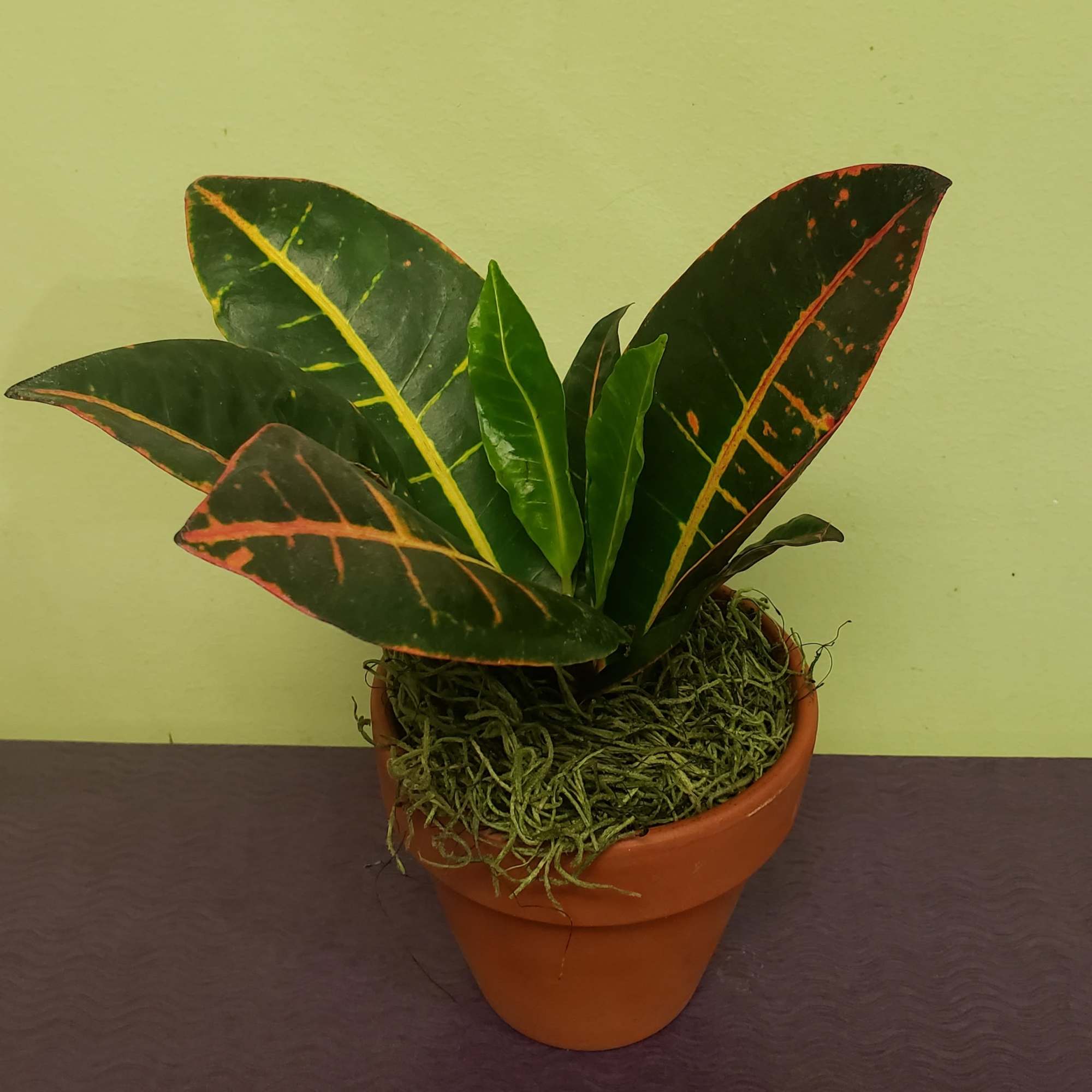 Croton Plant in Philadelphia, PA | Philadelphia Flower Market