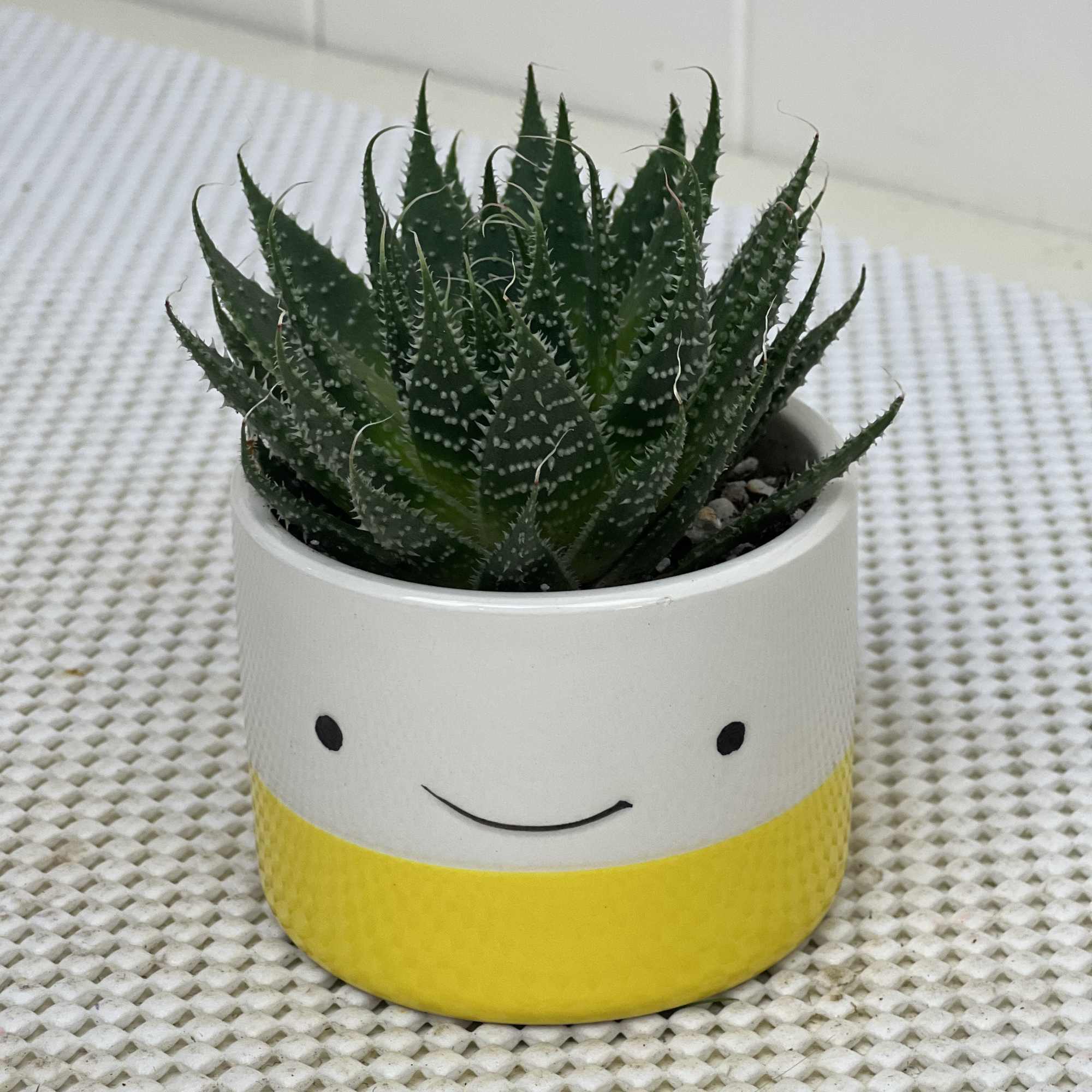 Three planters sold as a single, or a set with varying succulents.