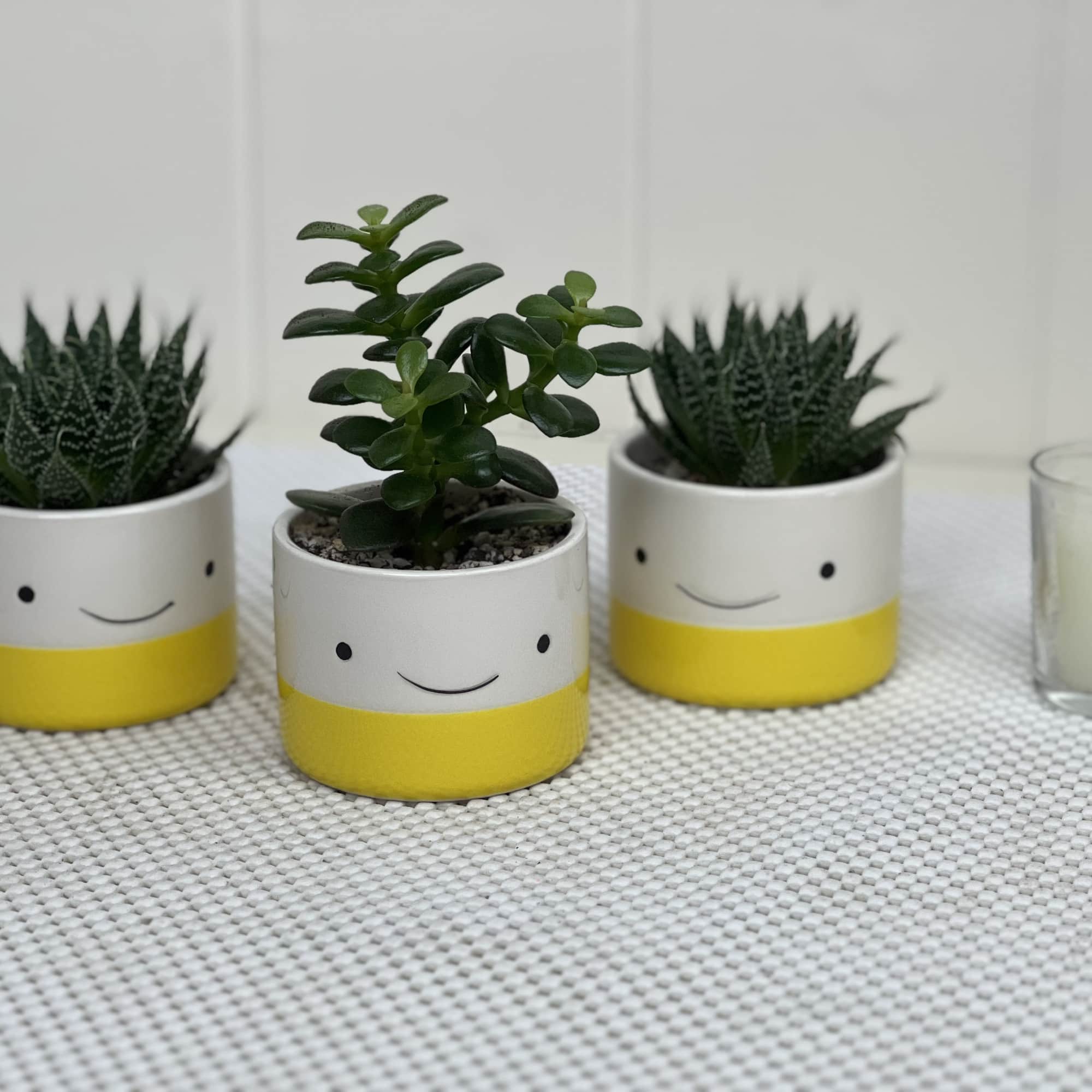 Three planters sold as a single, or a set with varying succulents.