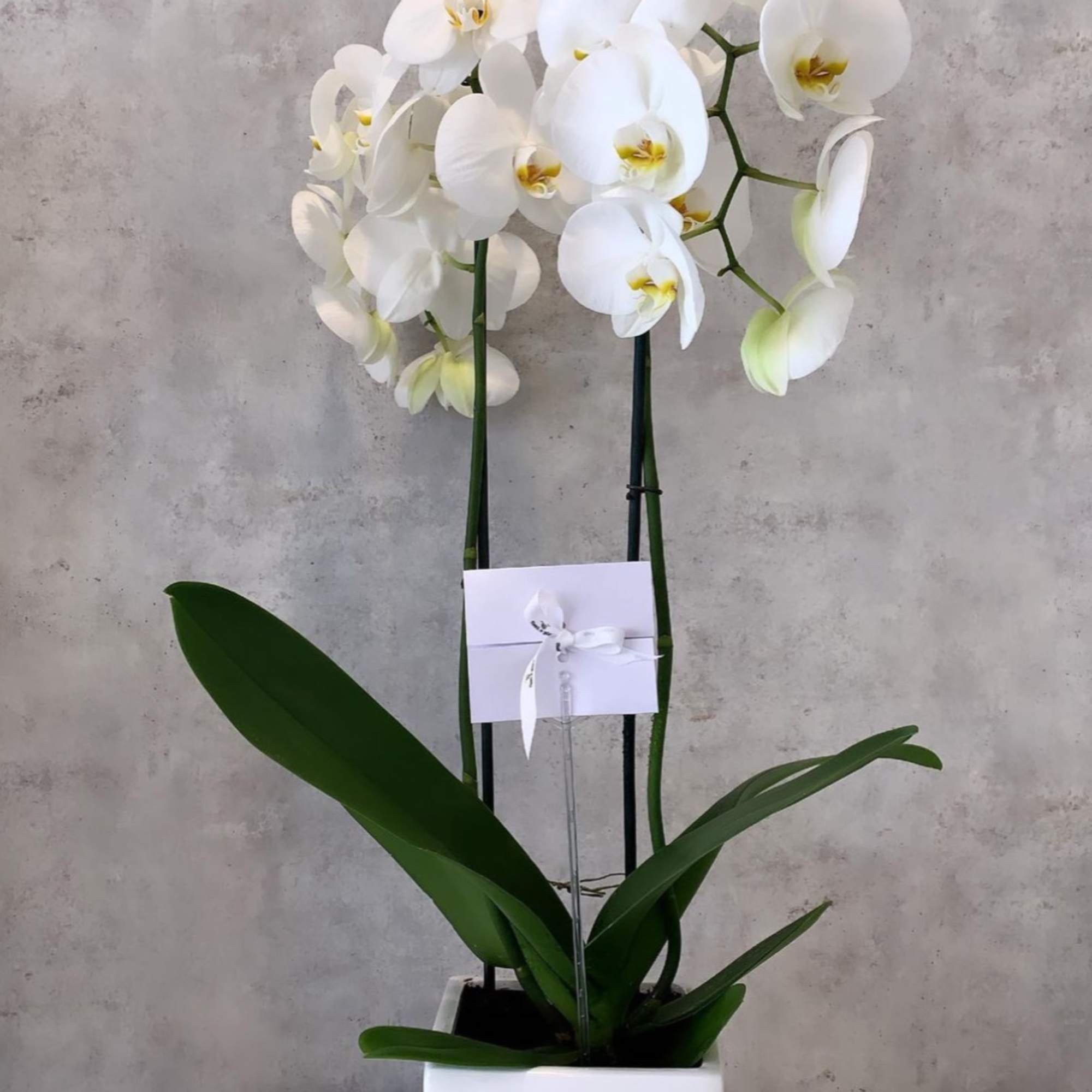 Standard - Your order will be arranged approximately as shown on our