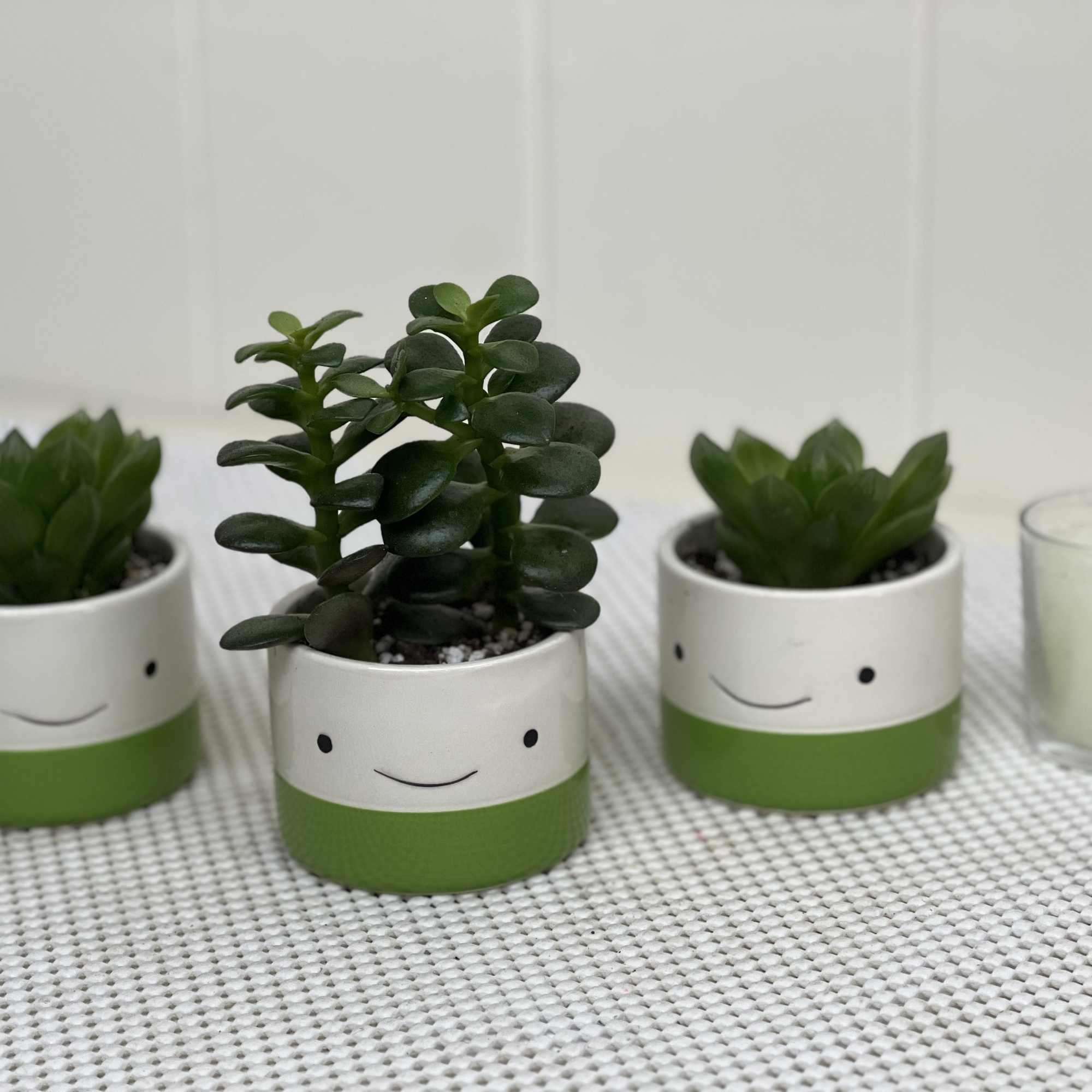 If the pot is happy, the plant has to be happy too