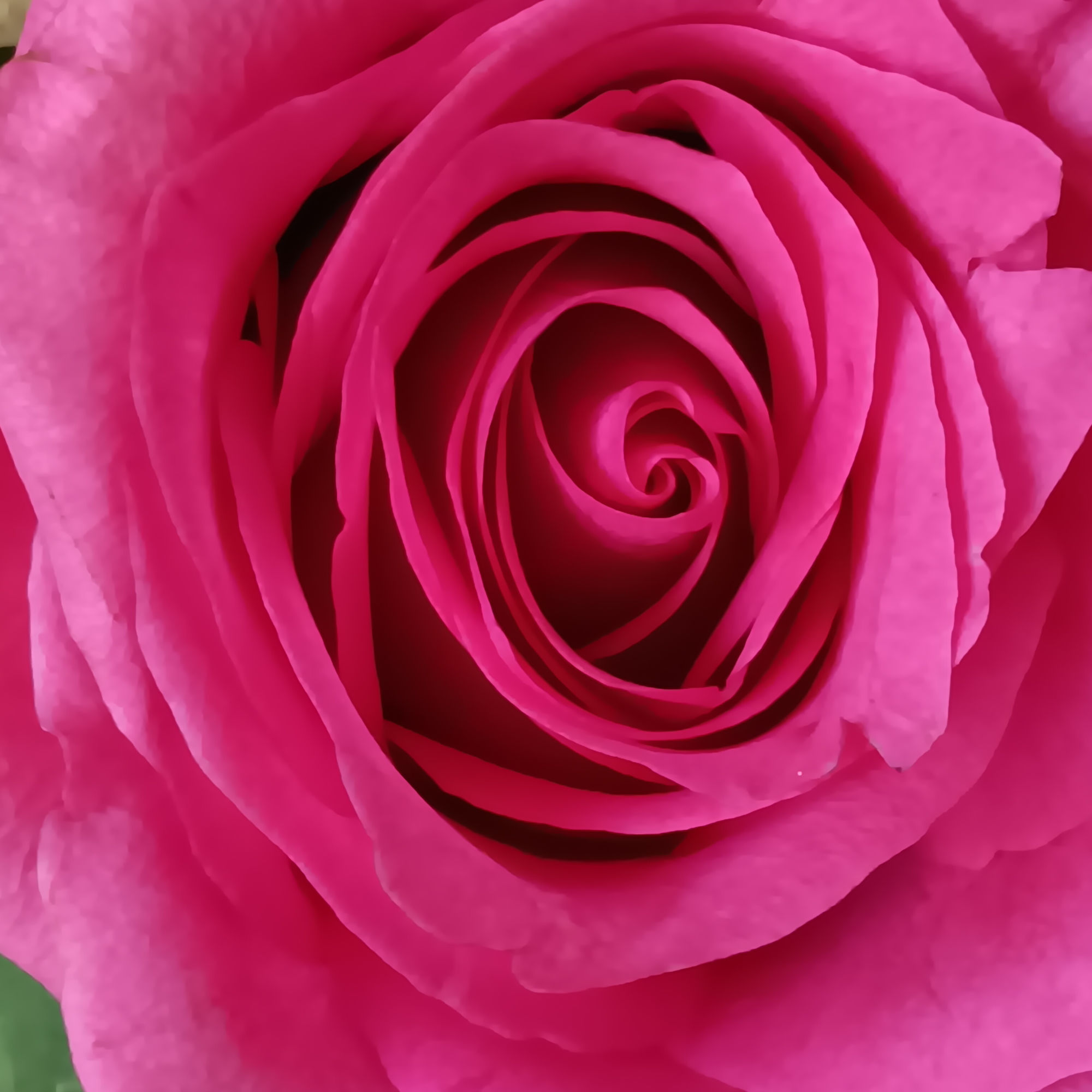 Blushing shades of pink blooms are nestled in lush greens to charm