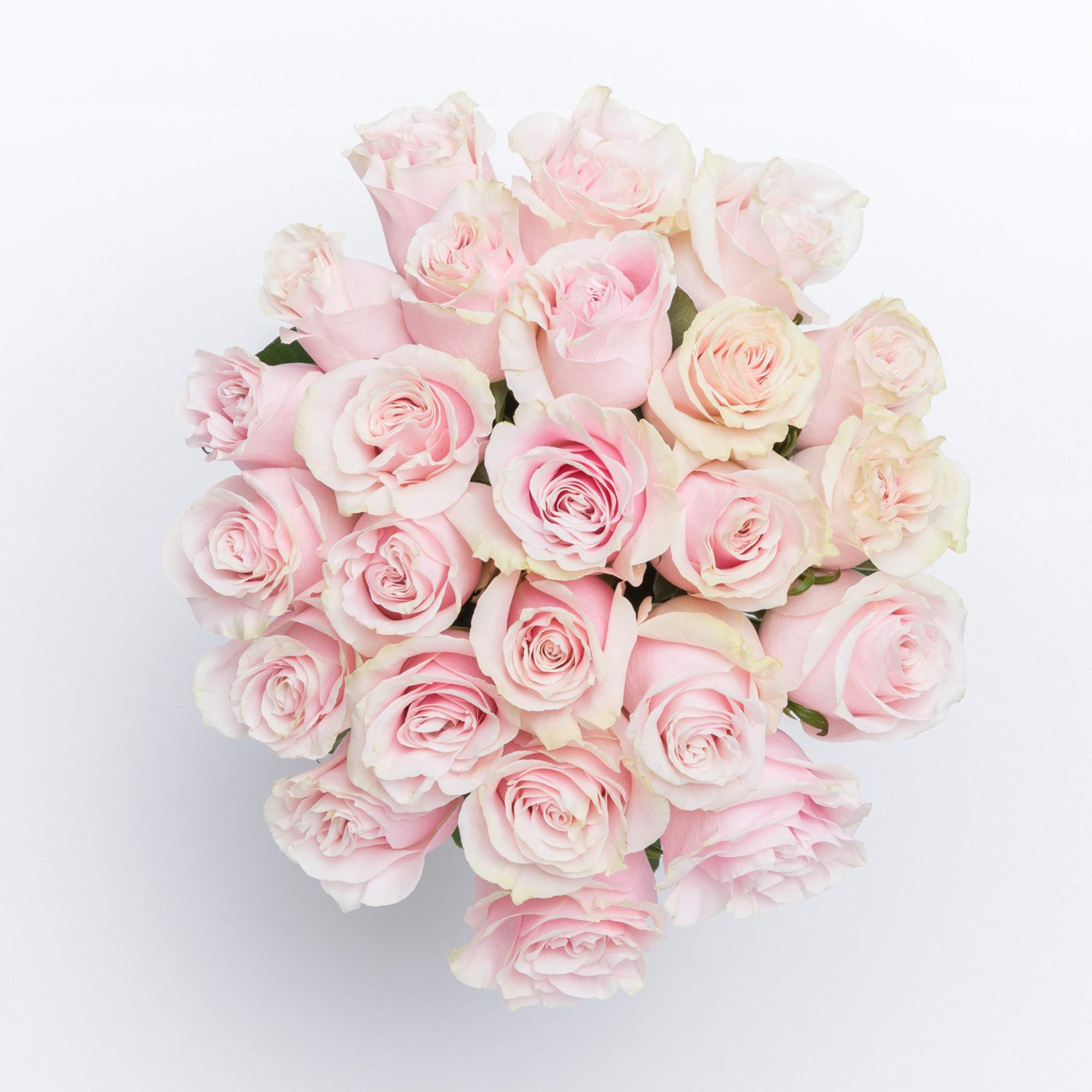 Ready for love at first sight? Enter Brigitte! These farm-fresh beauties are